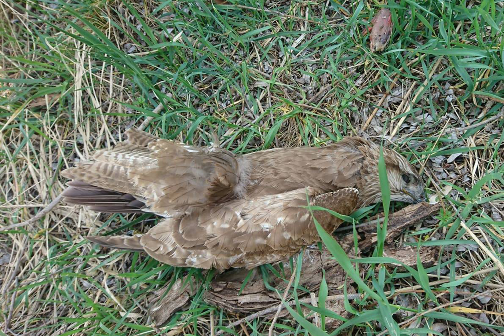 PONOVO POMOR PTICA KOD BACKE TOPOLE