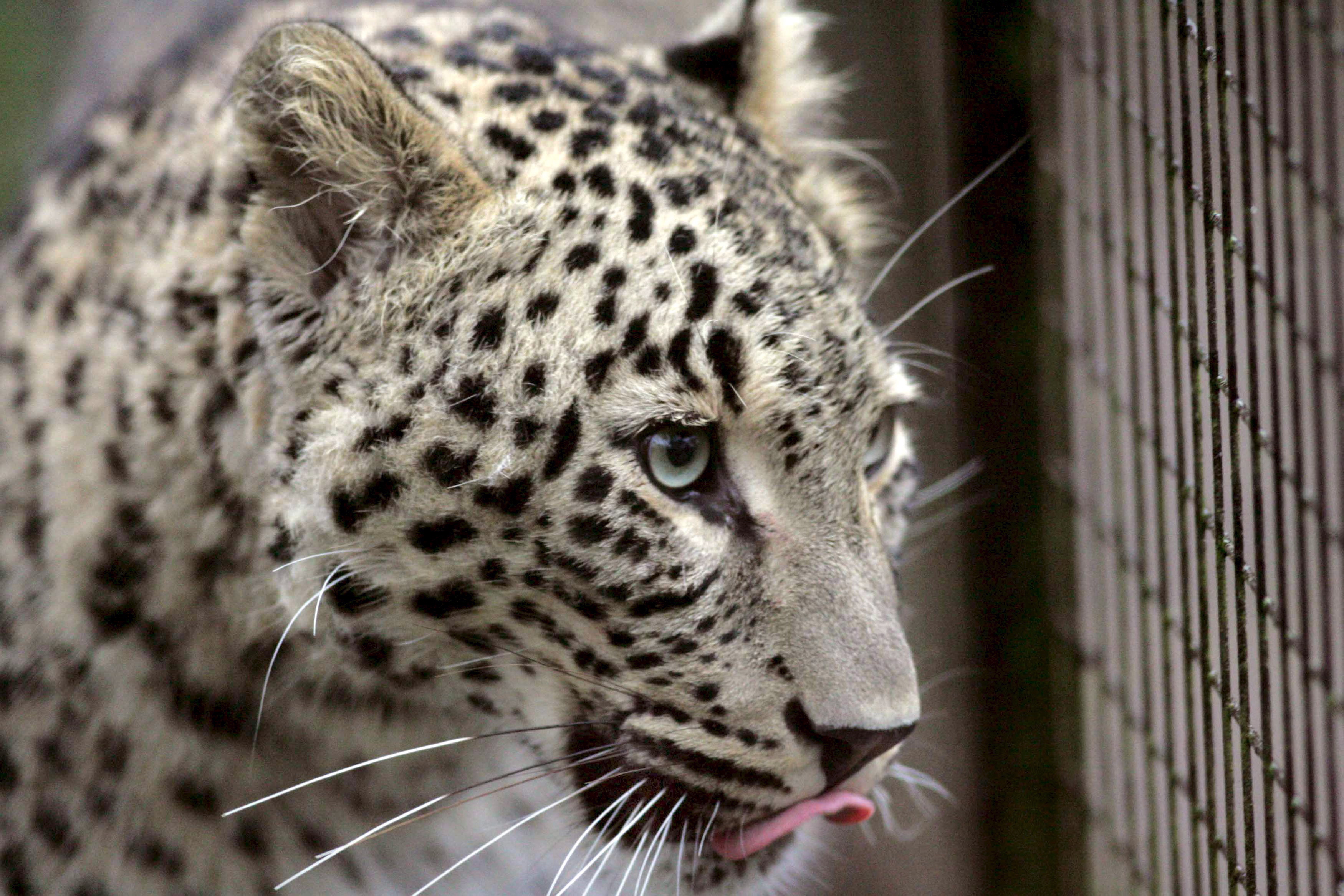 Fatal attack in leopard enclosure