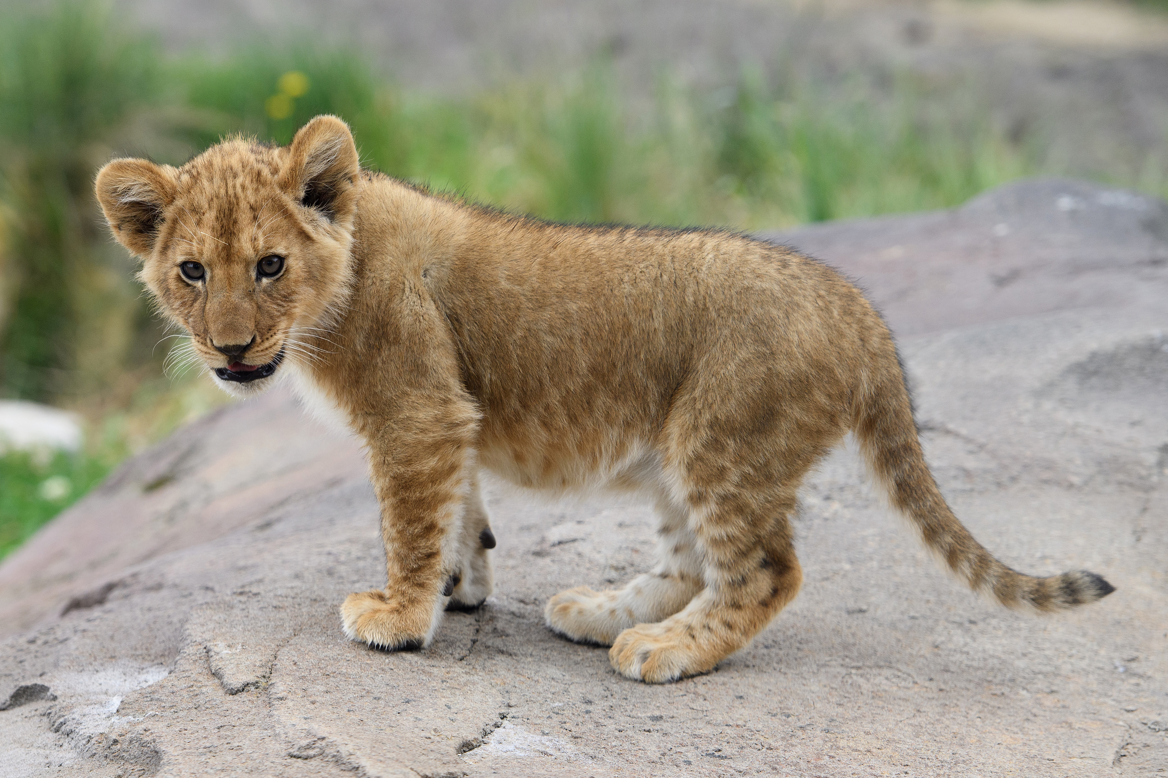 Public debut of five lion cubs at Taronga Zoo