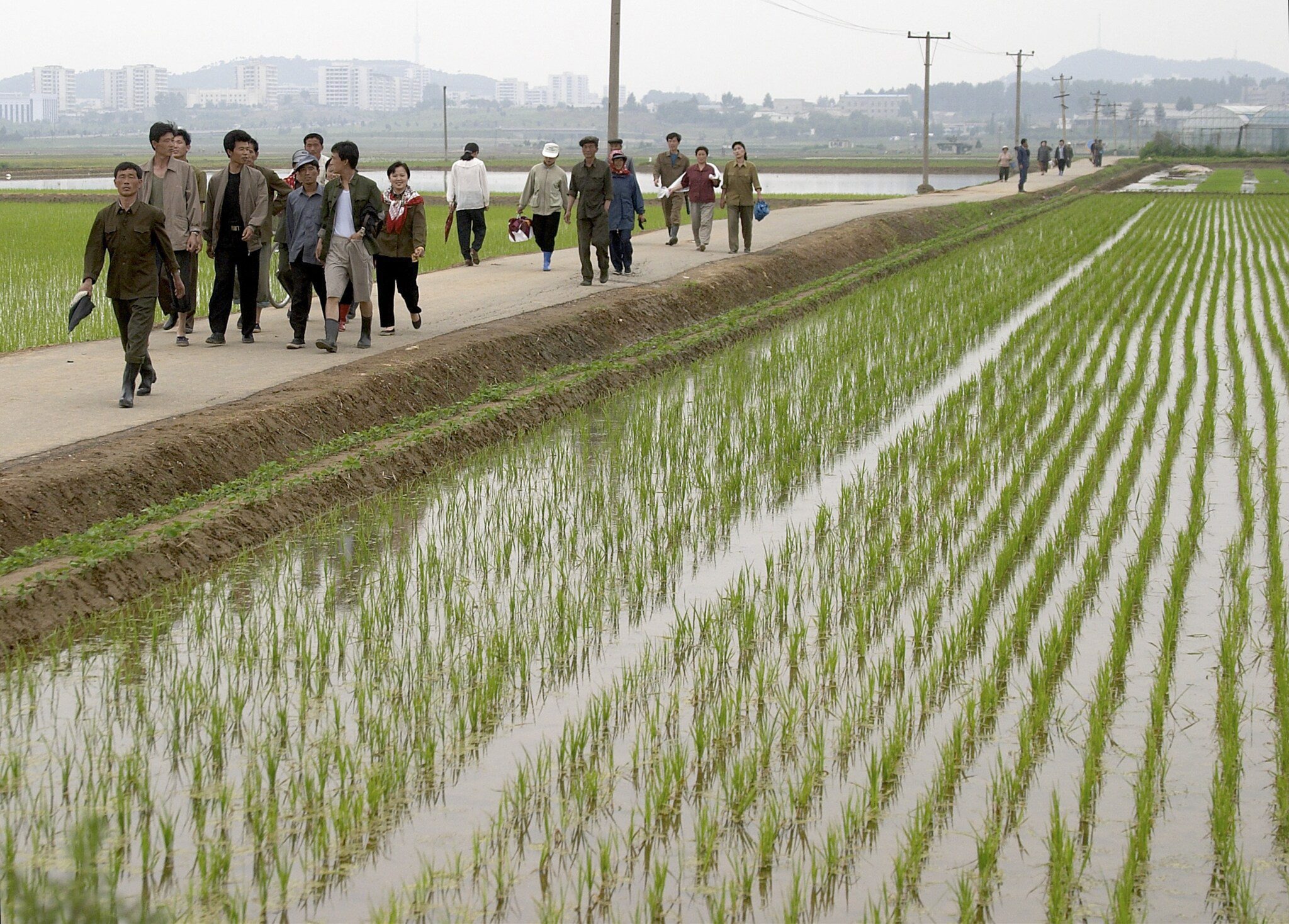 NORTH KOREA AGRICULTURE