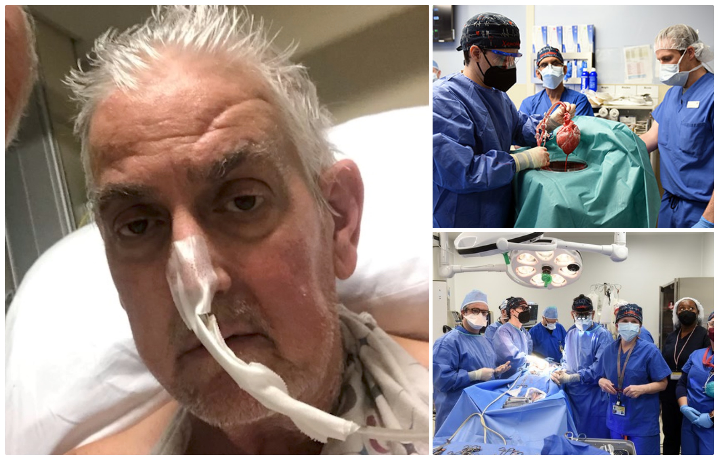 collage svinjsko srce