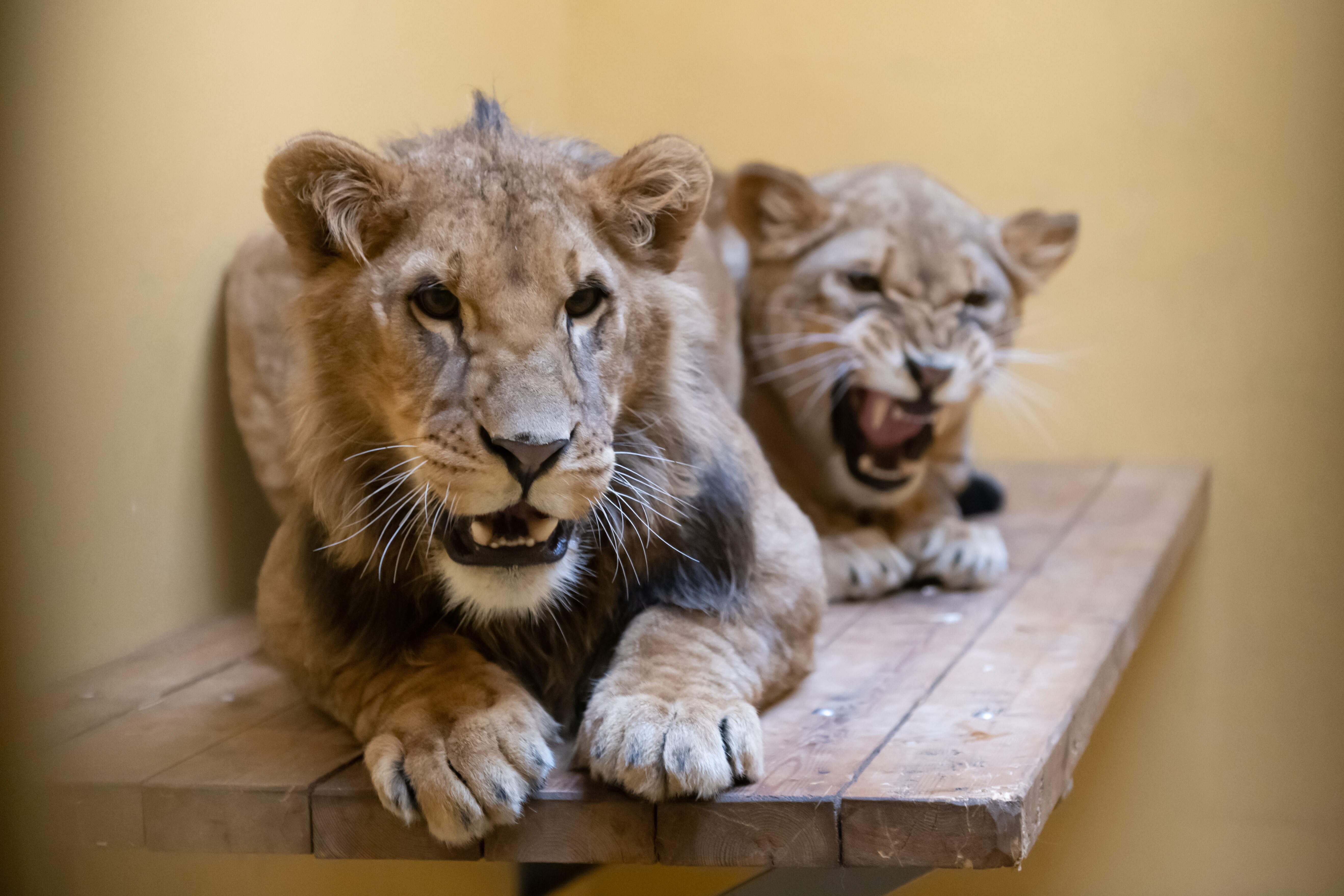 Ukranian animals arrive at Poznan Zoo