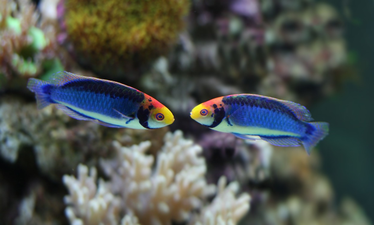 Image: 336079661, License: Royalty-free, Restrictions: , Model Release: no, Credit line: Herbert Reimann / Panthermedia / Profimedia