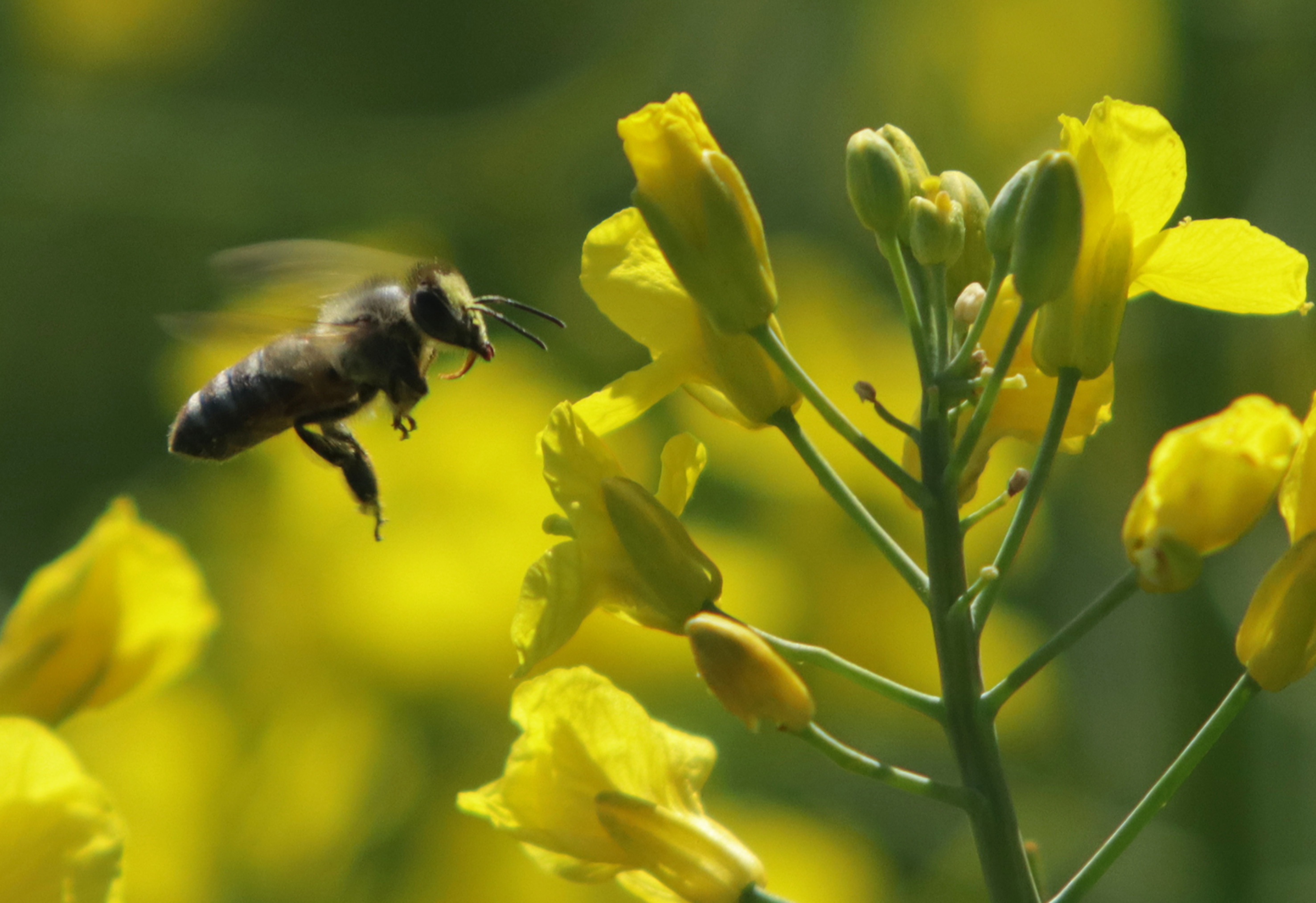 PCELA NA CVETU ULJANE REPICE