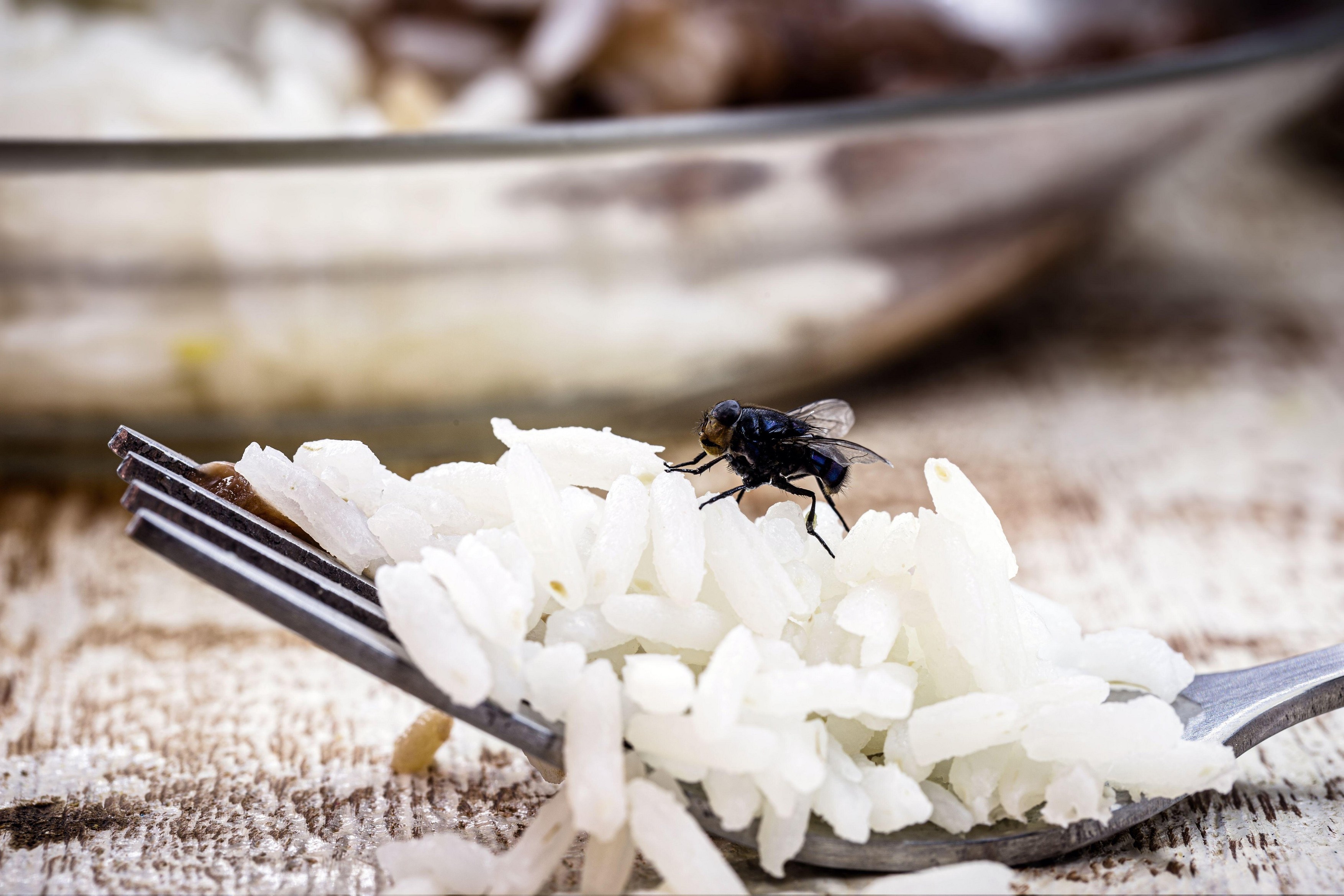 fly on fork, disgusting insect on food, indoor insect pest problem