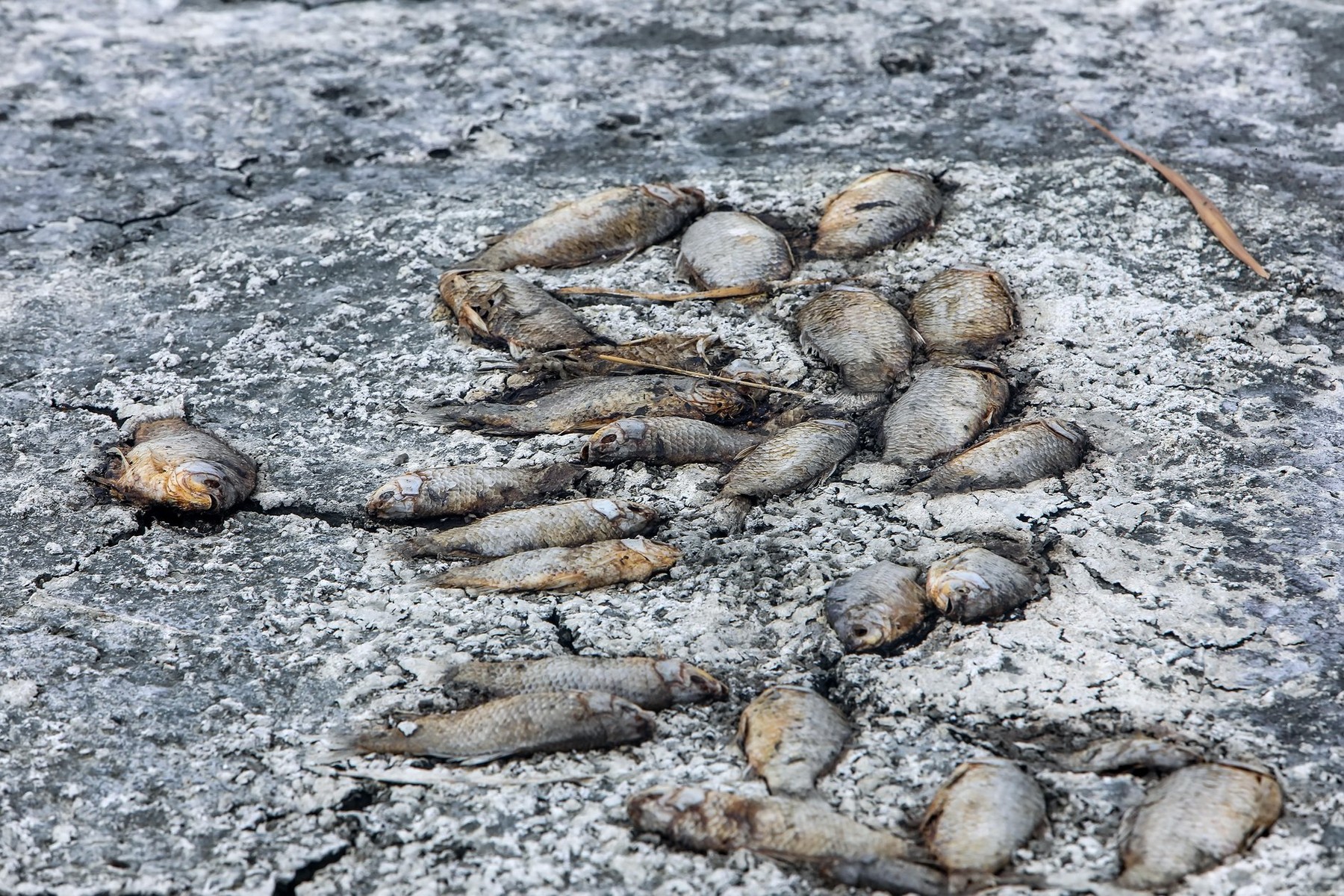 Thousands of dead fish around Lake Koroneia in northern Greece. the high fish mortality is largely due to a drought and the sharp drop in water. globa