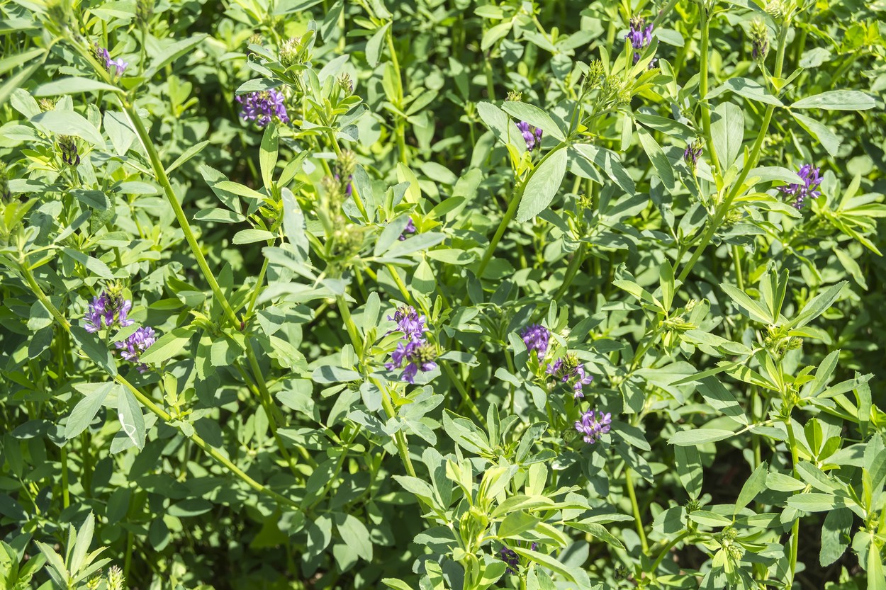 Medicago sativa in bloom (Alfalfa),Image: 335584195, License: Royalty-free, Restrictions: , Model Release: no, Credit line: Alvaro Trabazo Rivas / Panthermedia / Profimedia