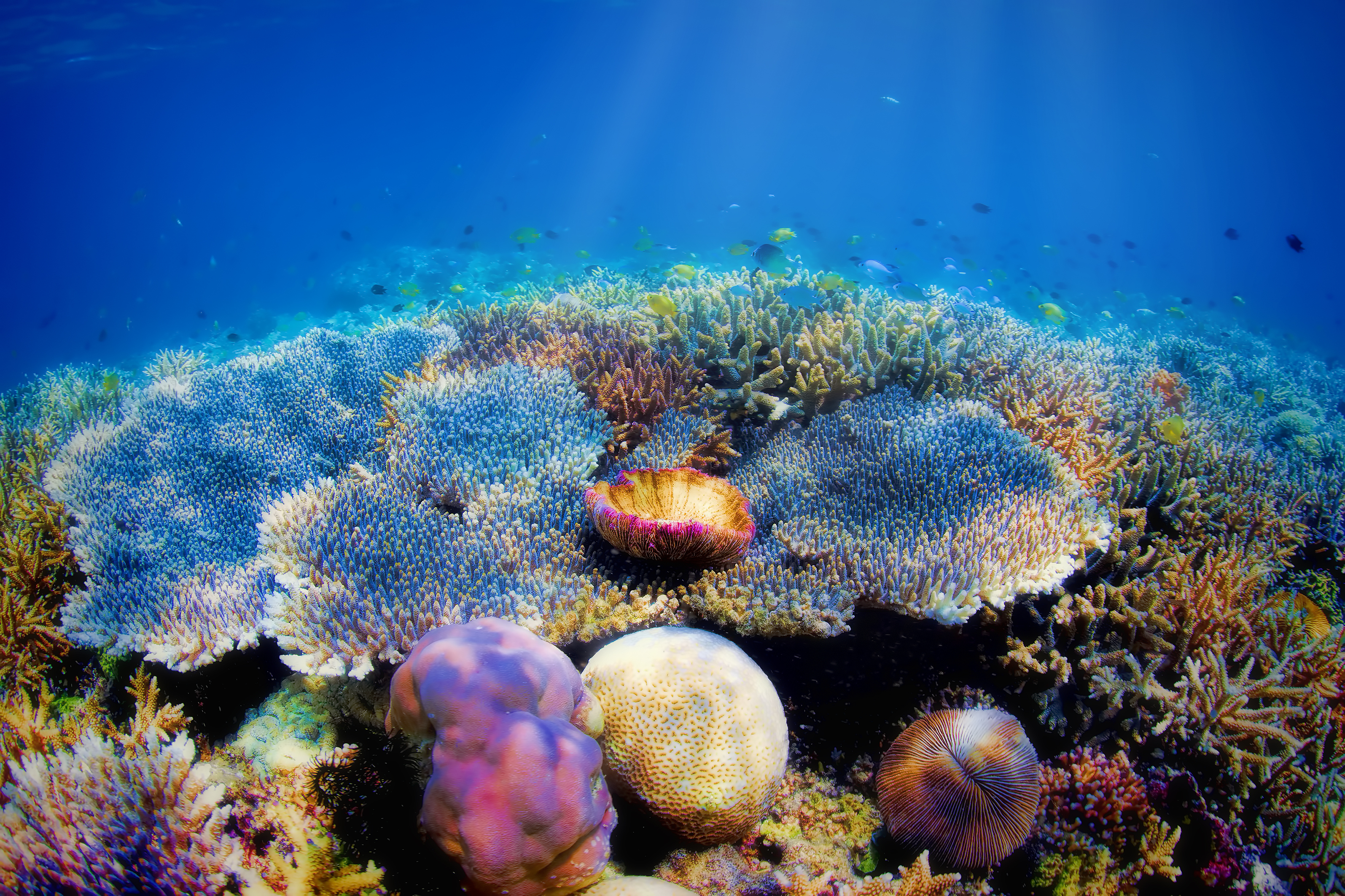 Colorful,Underwater,Coral,Reef,On,Komodo,Island
