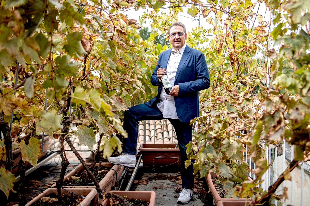 Tullio Masoni and its smallest productive vineyard in the world on the roofs of Reggio Emilia ,Reggio Emilia, ITALY-06-10-2021,,Image: 643288061, License: Rights-managed, Restrictions: , Model Release: no, Credit line: Nicola Marfisi / Avalon / Profimedia