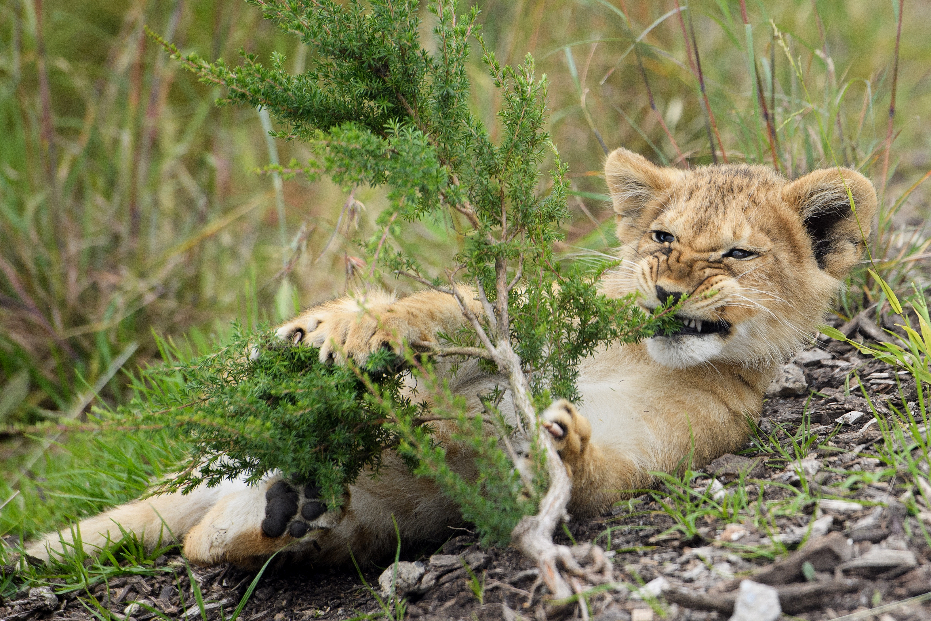 Public debut of five lion cubs at Taronga Zoo