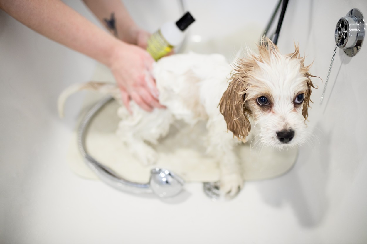 Vet giving shower to dog in clinic,Image: 282411278, License: Royalty-free, Restrictions: , Model Release: yes, Credit line: - / Wavebreak / Profimedia