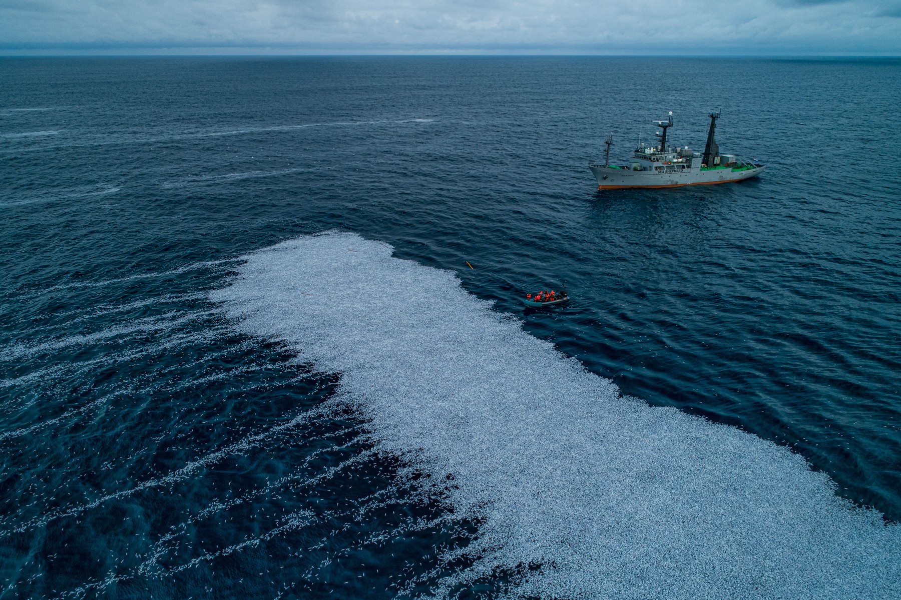 Thousands Of Dead Fish Off La Rochelle