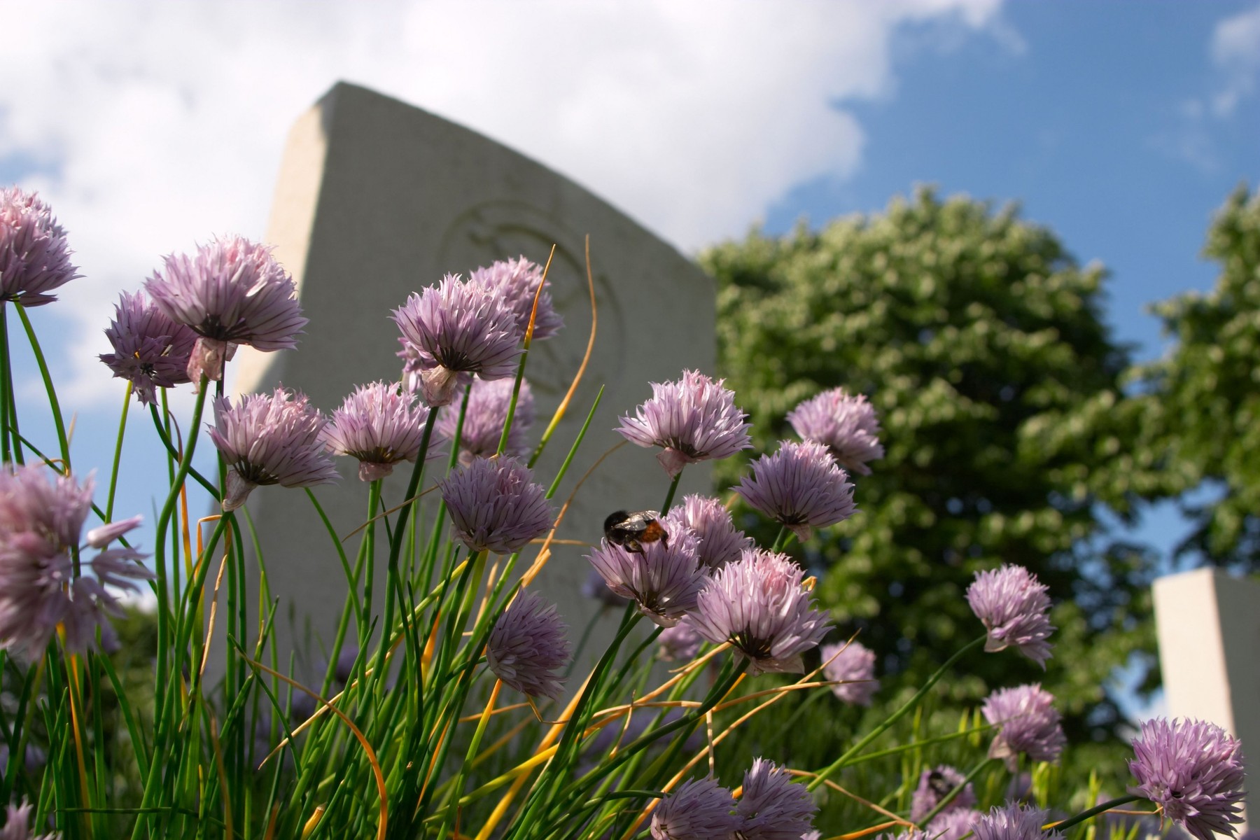 Flowers and graves at Essex Farm Military Cemetery Ypres Belgium