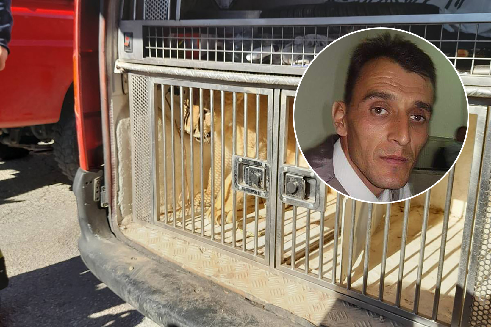 Crna Gora, lav, lavić Foto: Božo Zec/Privatna arhiva