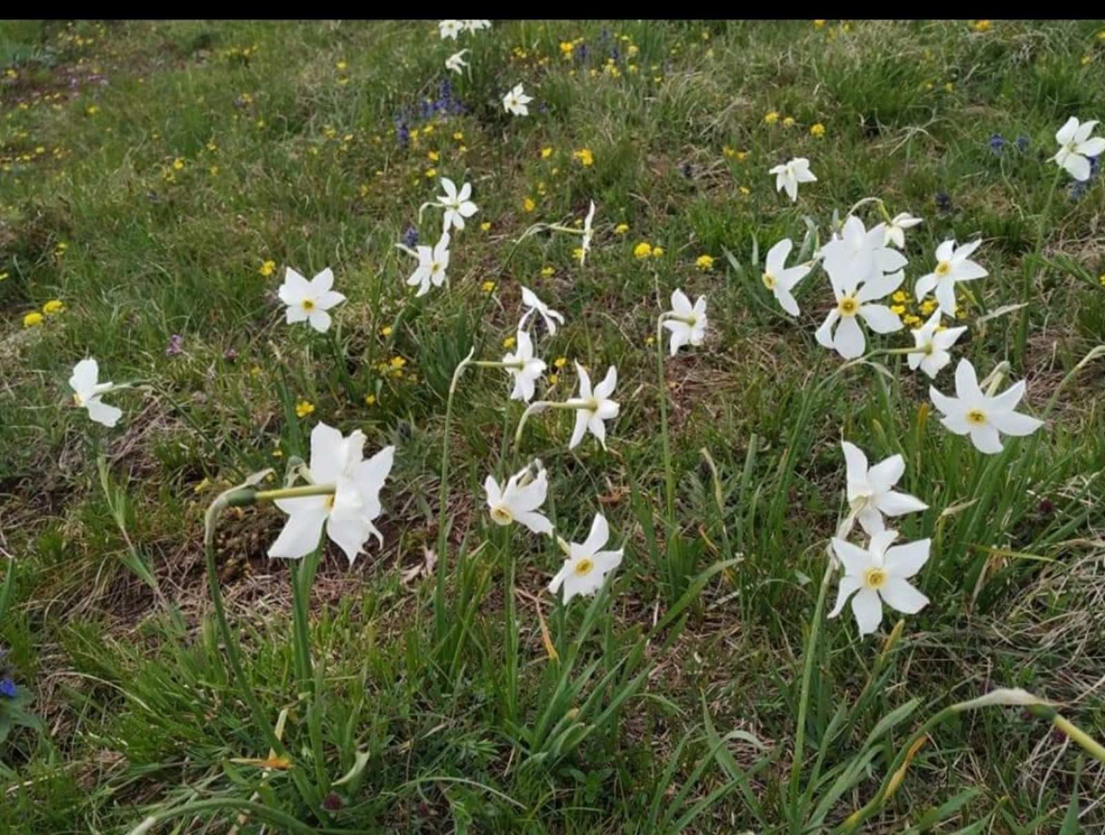 Narcisi na Stolovima. “Narcisu u pohode” je republička planinarska akcija koja se organizuje na planini Stolovi u maju svake godine. - Foto Nova.rs