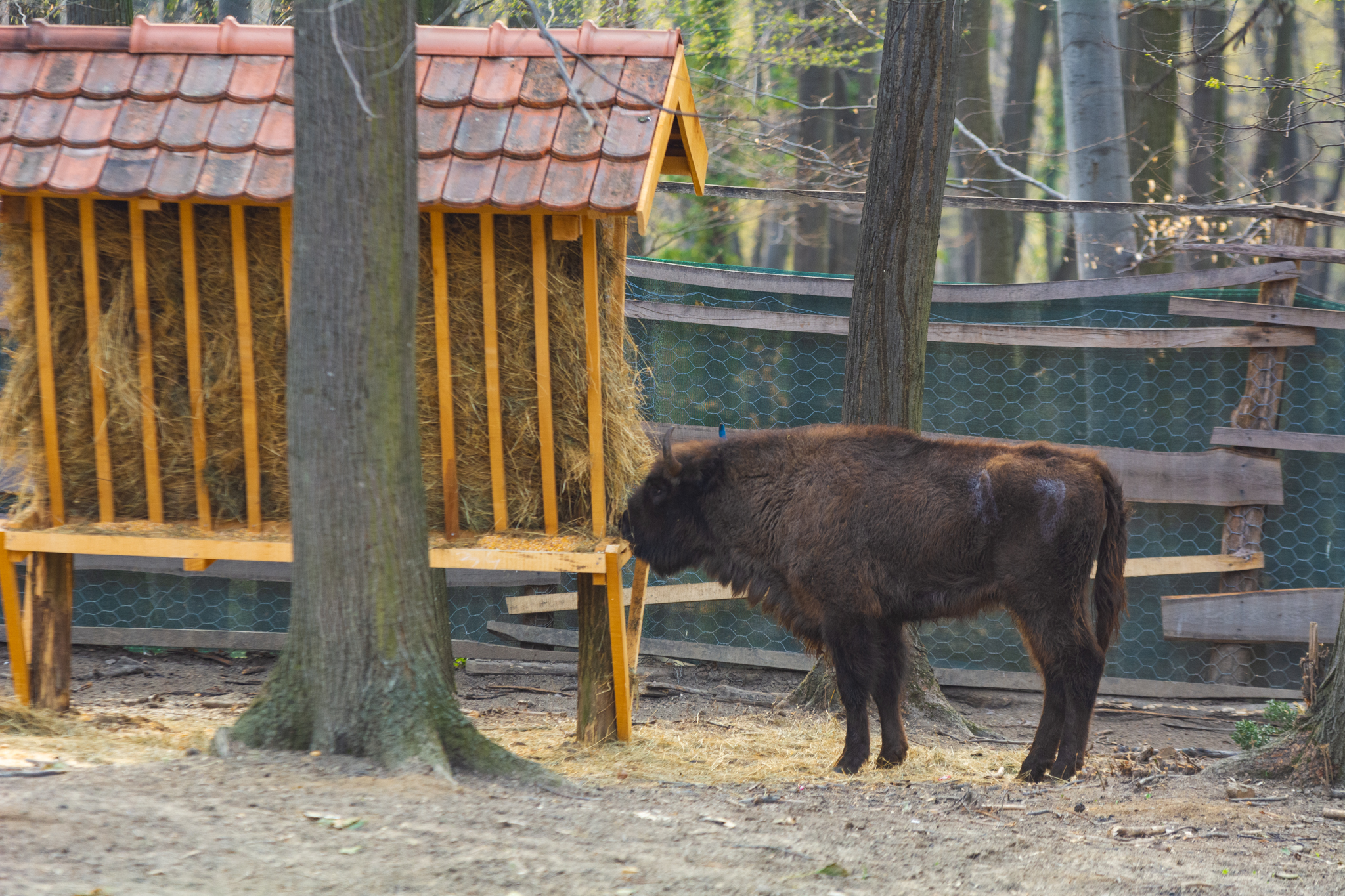 20220329_mdj_NPFG_bizoni_0075