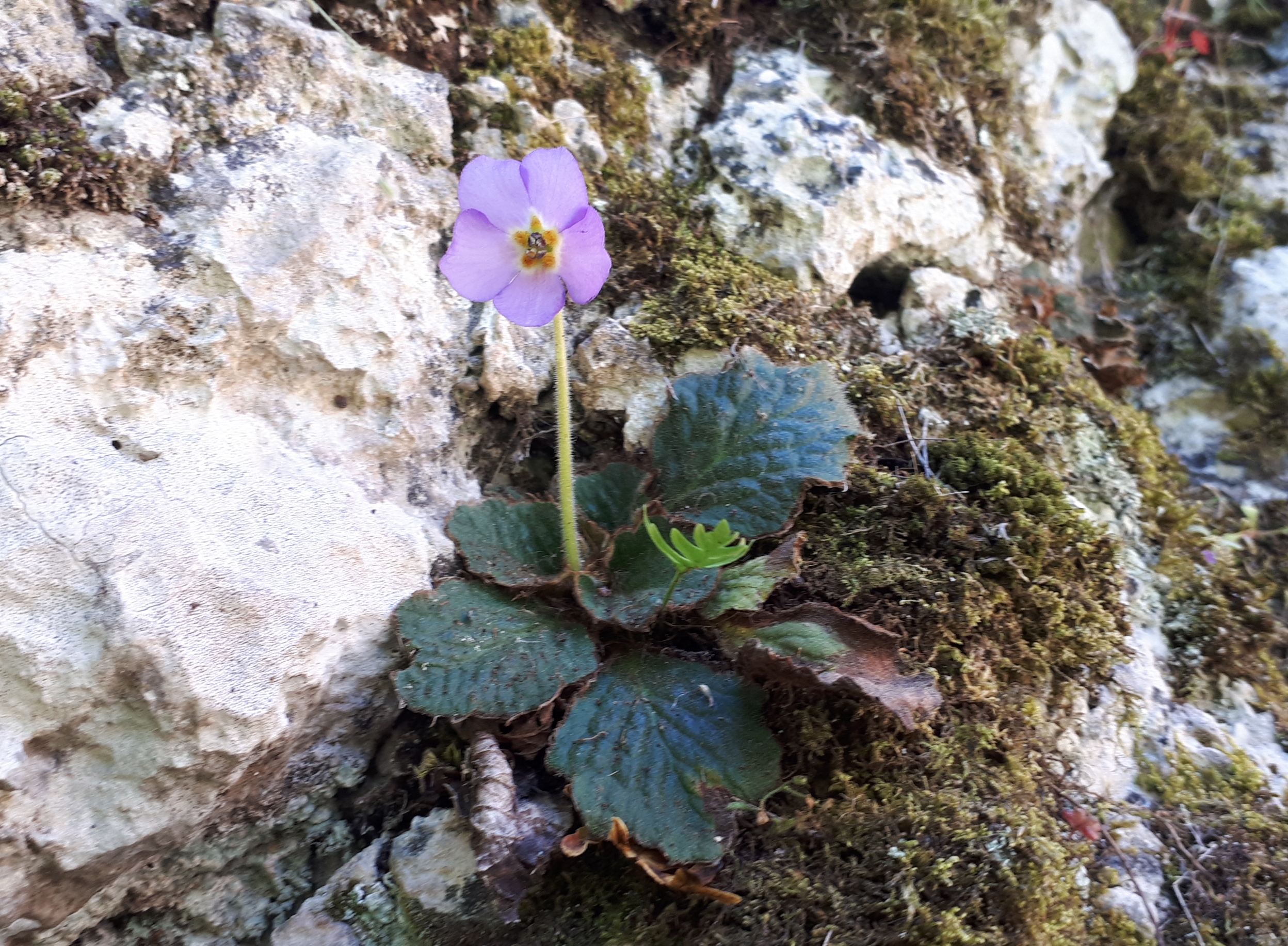 fotografije Sićevačka klisura i Srpska ramonda