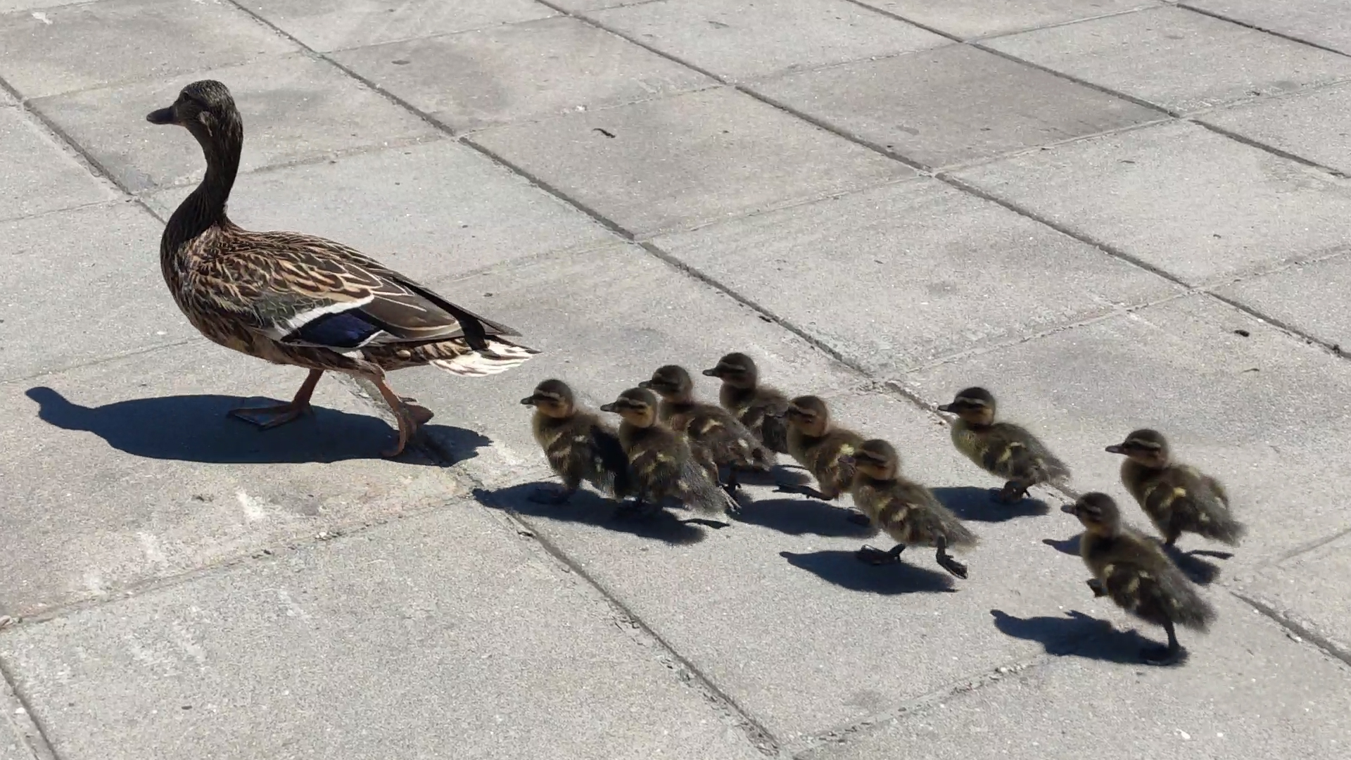 Neobicna_kolona_na_NBGD_GP