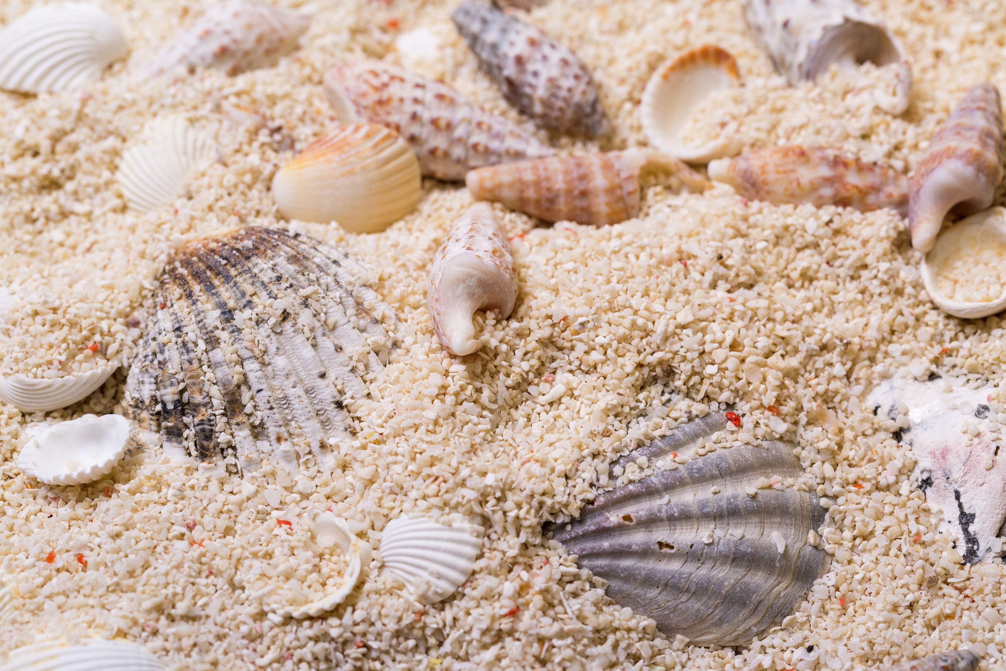Sea shells with coral sand