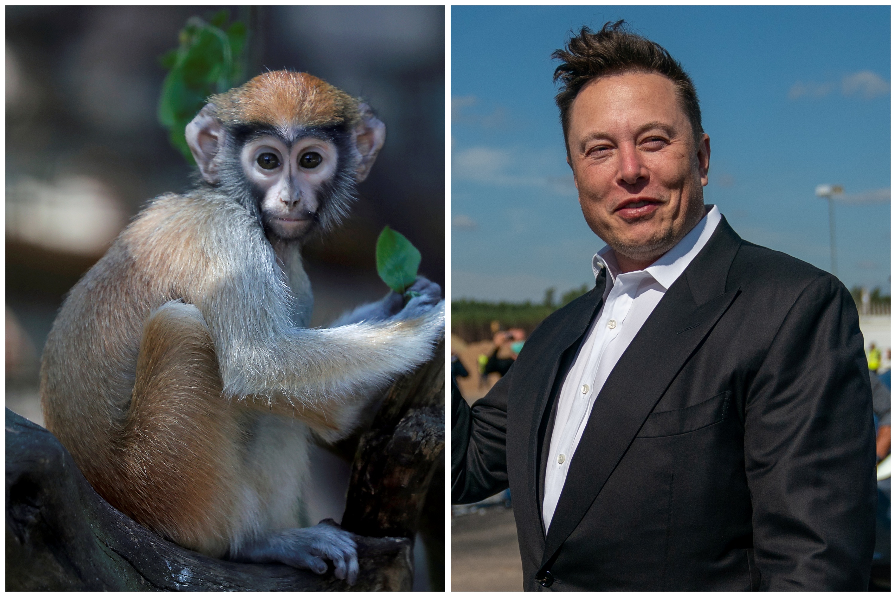 Majmun, majmunče, Ilon Mask, kombo Foto: EPA-EFE/TOMS KALNINS/ALEXANDER BECHER