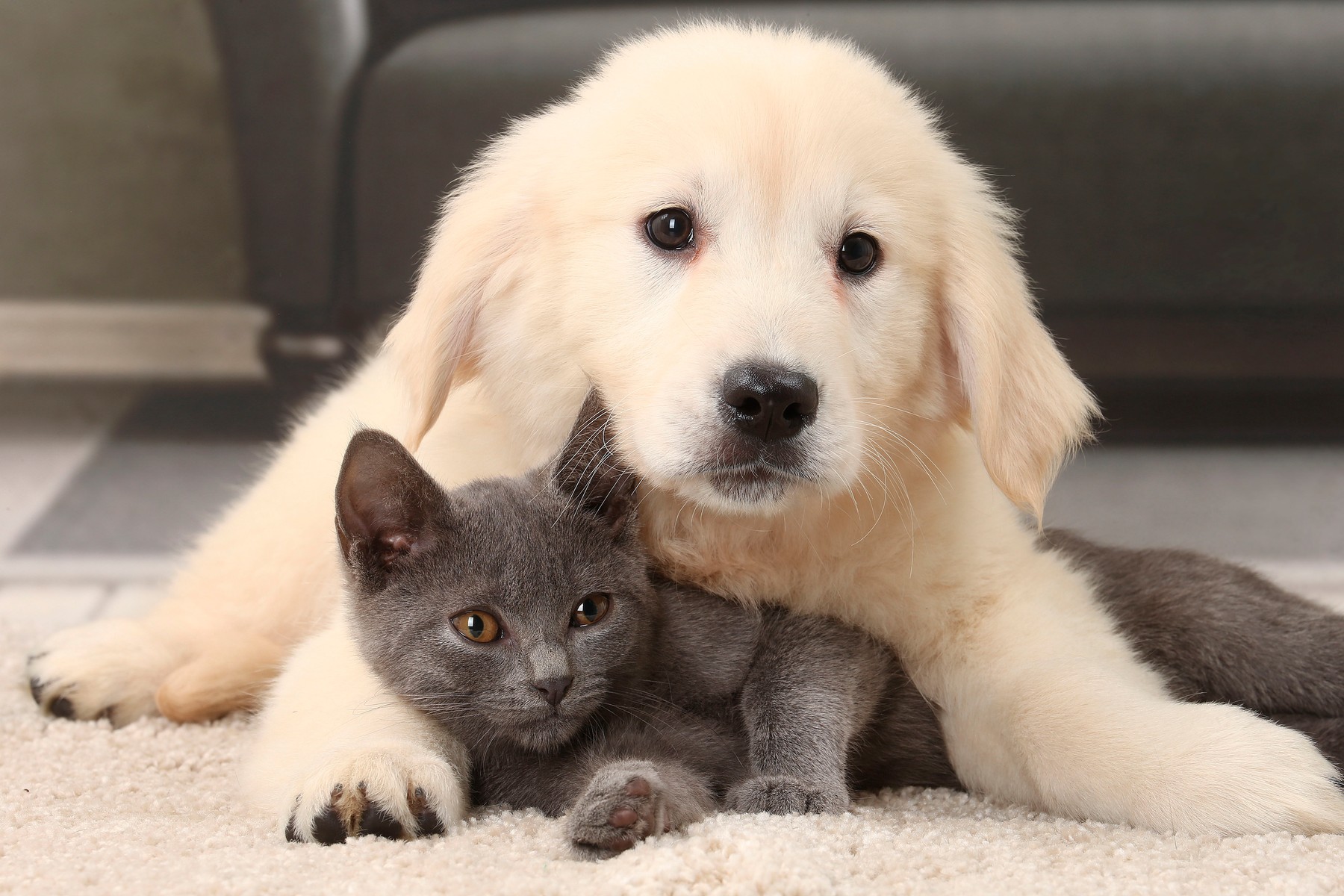 Cat &amp; Dog Chartreux kitten and Golden Retriever puppy