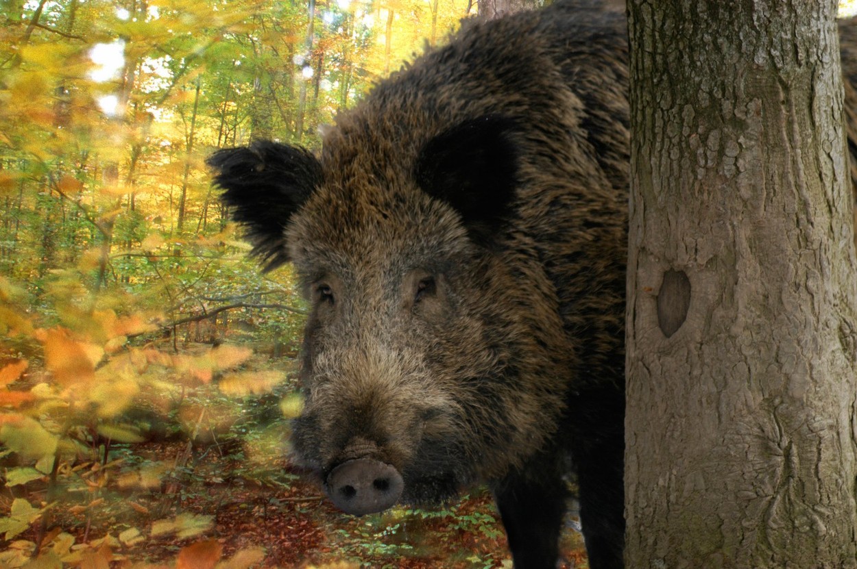 Image: 6218166, License: Royalty-free, Restrictions: , Model Release: no, Credit line: tbkmedia.de / Alamy / Profimedia