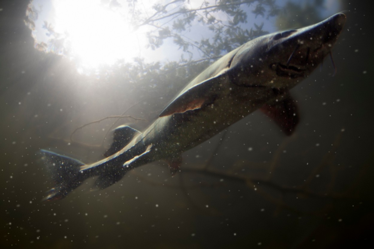 Sturgeon, Acipenser sp.. Ventral view on river environment. Digital composite. Portugal,Image: 201225740, License: Rights-managed, Restrictions: - World Rights, Model Release: yes, Credit line: Paulo de Oliveira / Avalon / Profimedia