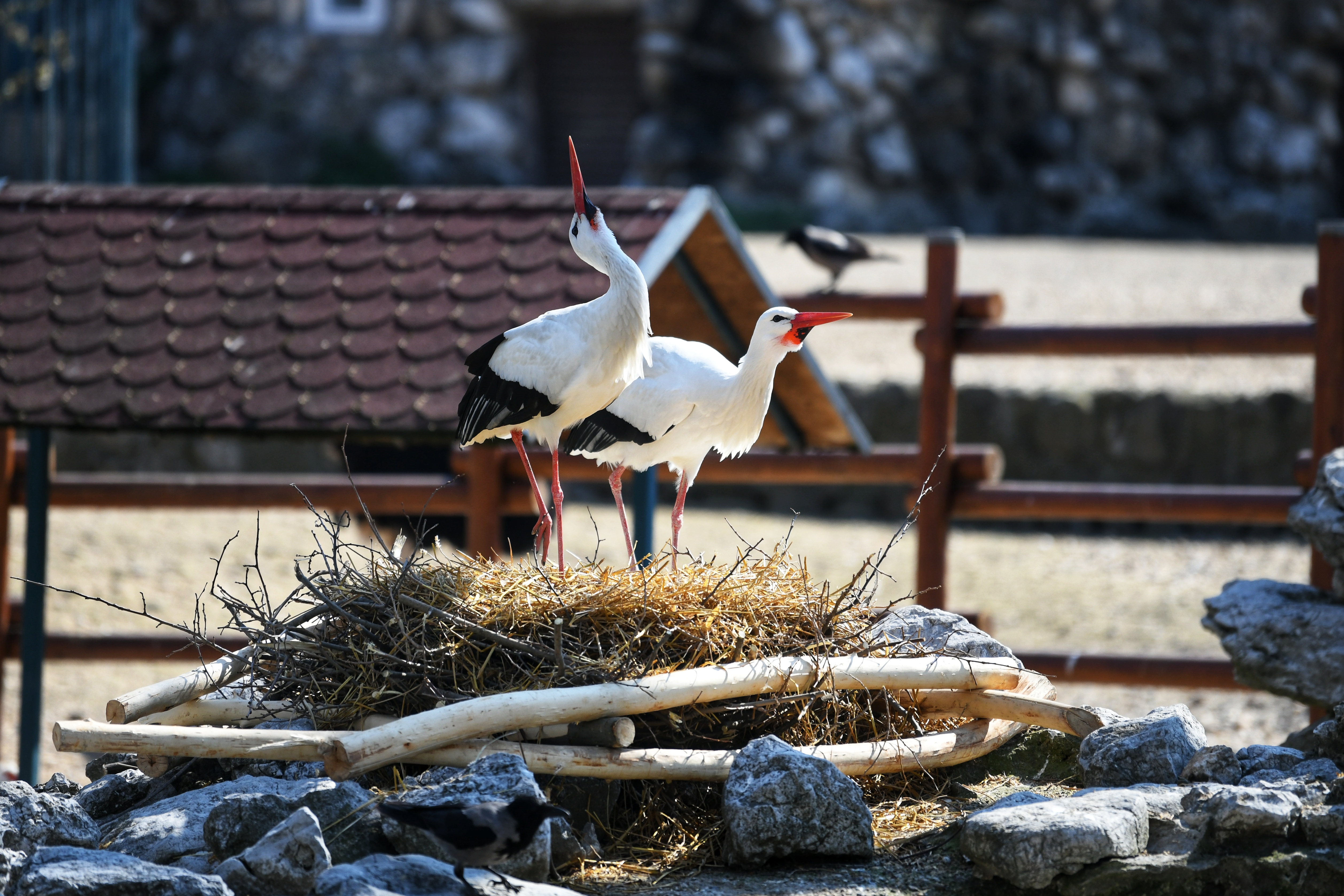Beograd 03.04.2020. Rode, roda. Beo Zoo Vrt, Zoološki vrt, Vrt dobre nade, prazan zoo vrt, nema posetilaca, vanredno stanje, koronavirus Foto: Vesna Lalić/Nova.rs
