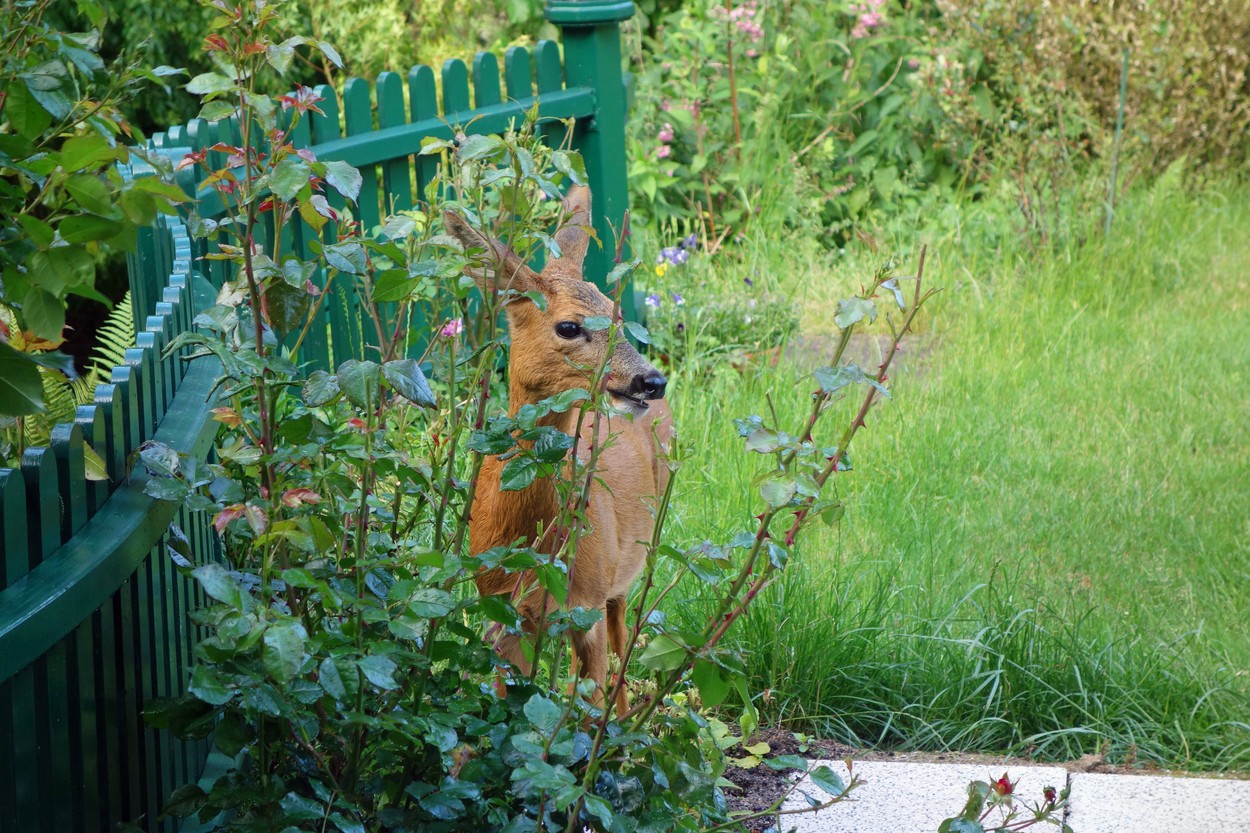 roe in the garden