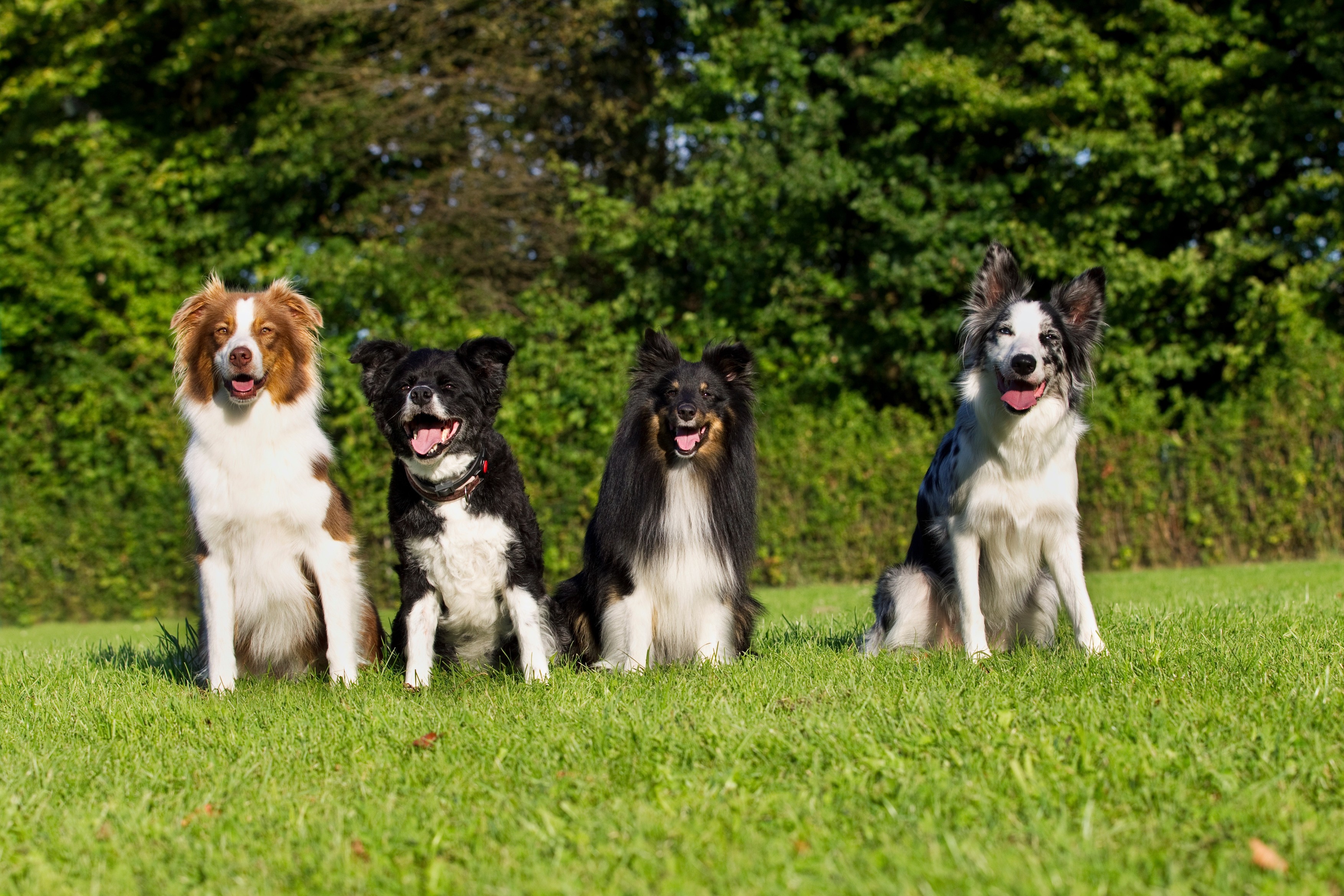 Four dogs sitting on grass