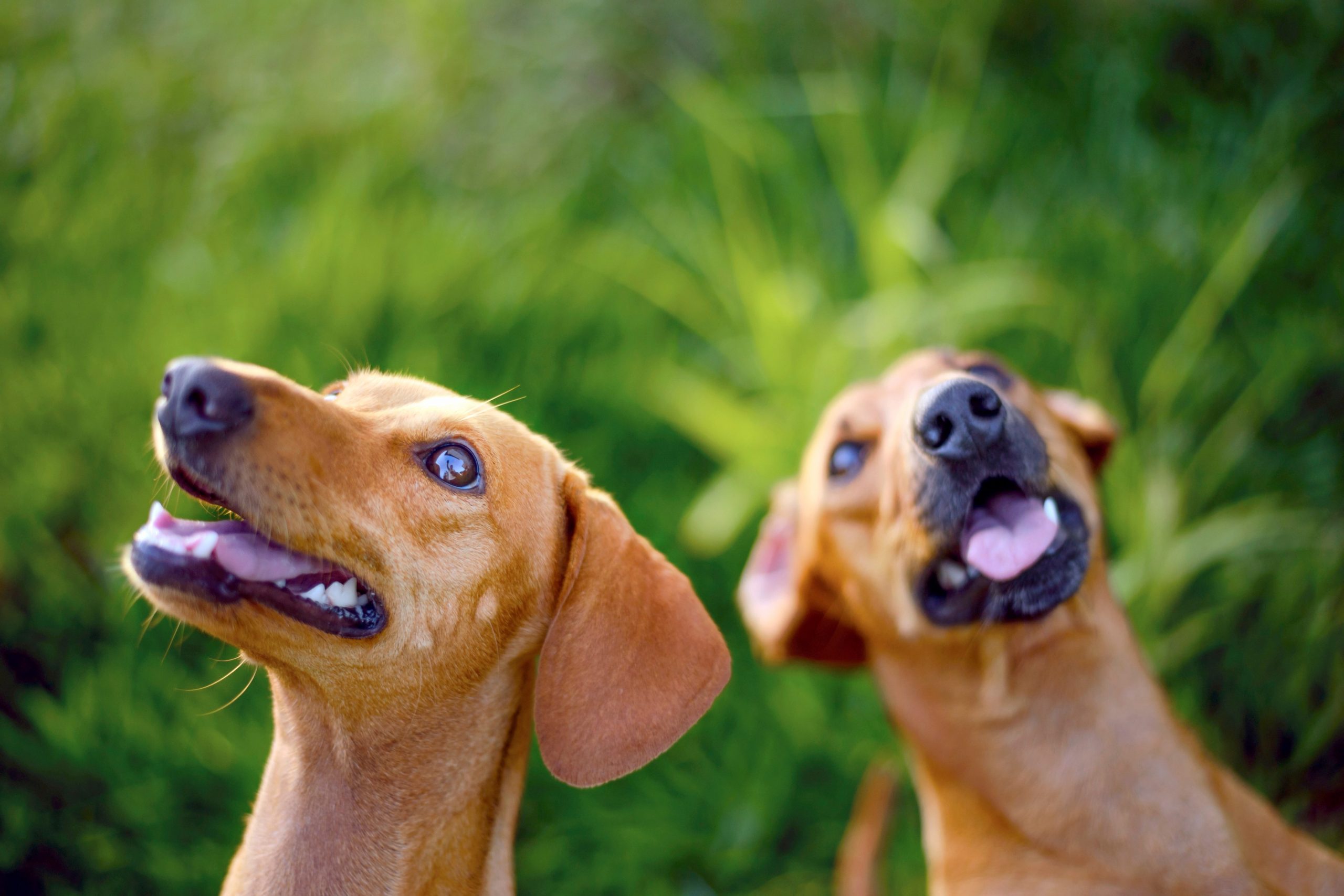 Portrait of two dogs looking away.,Image: 275950611, License: Royalty-free, Restrictions: , Model Release: no, Credit line: KTSDESIGN / Sciencephoto / Profimedia