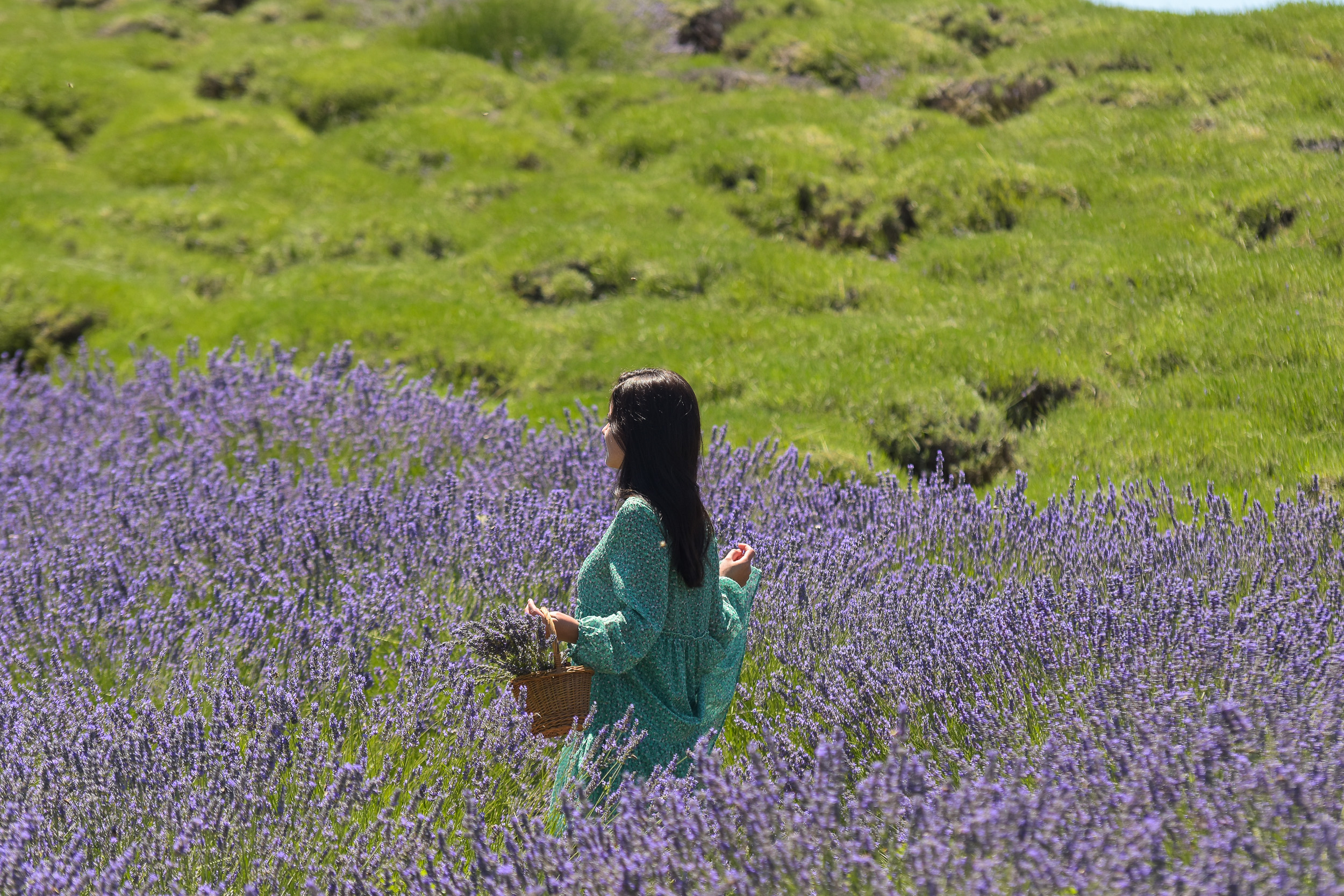 NOVI SAD_POLJE LAVANDE BUKOVAC FRUSKA GORA_8