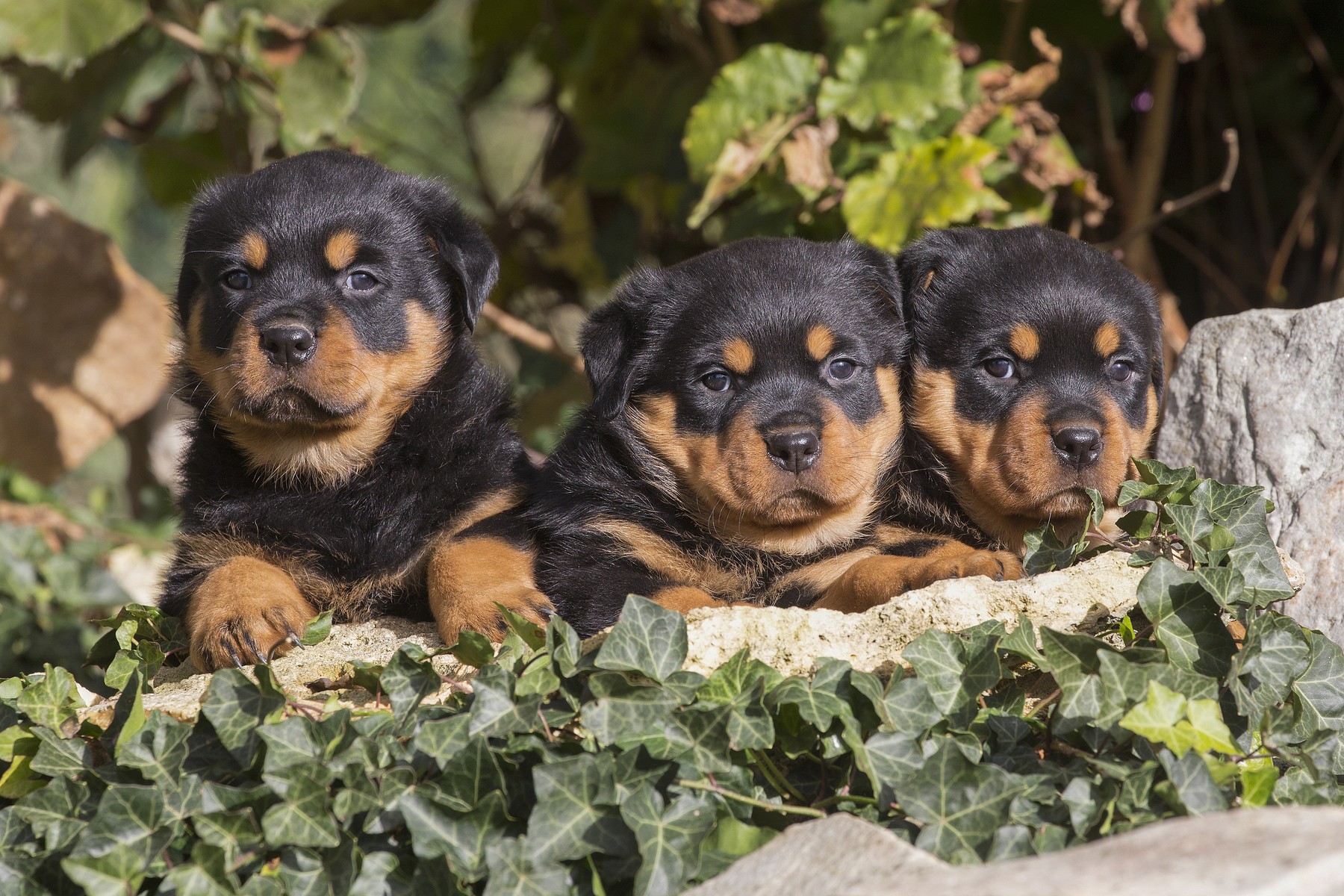 Rottweiler puppies dogs outside.     Date:,Image: 418052897, License: Rights-managed, Restrictions: Please use full Credit line:  Jean-Michel Labat / ardea.com., Model Release: no, Credit line: Jean-Michel Labat / Ardea / Profimedia