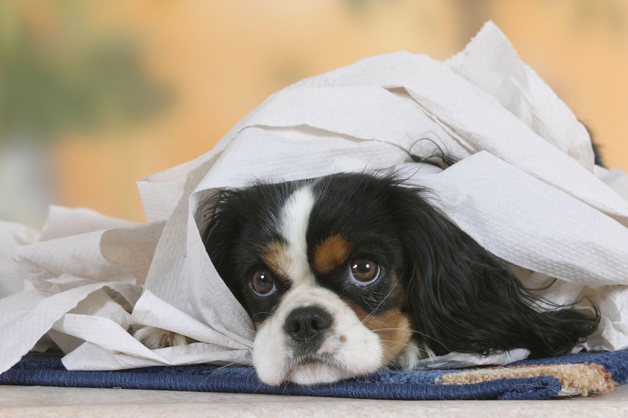 Cavalier King Charles Spaniel