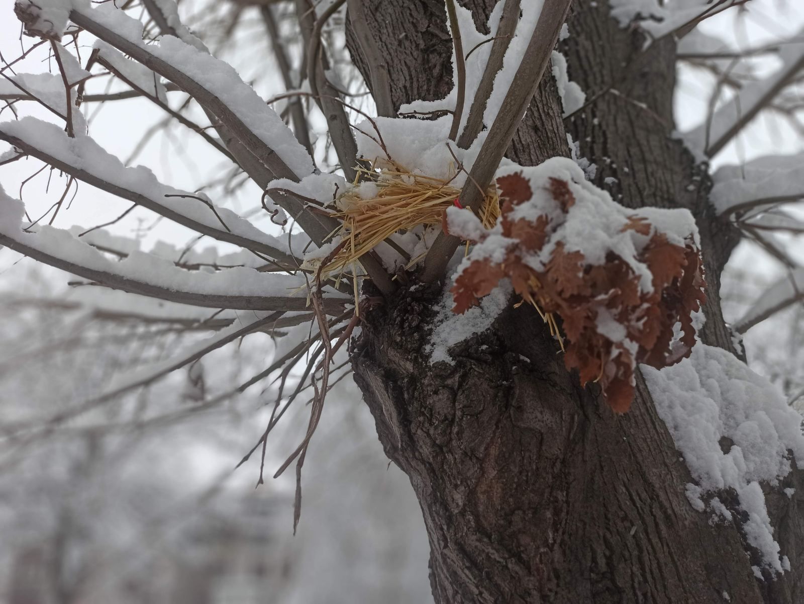 Šta sa badnjakom posle Božića