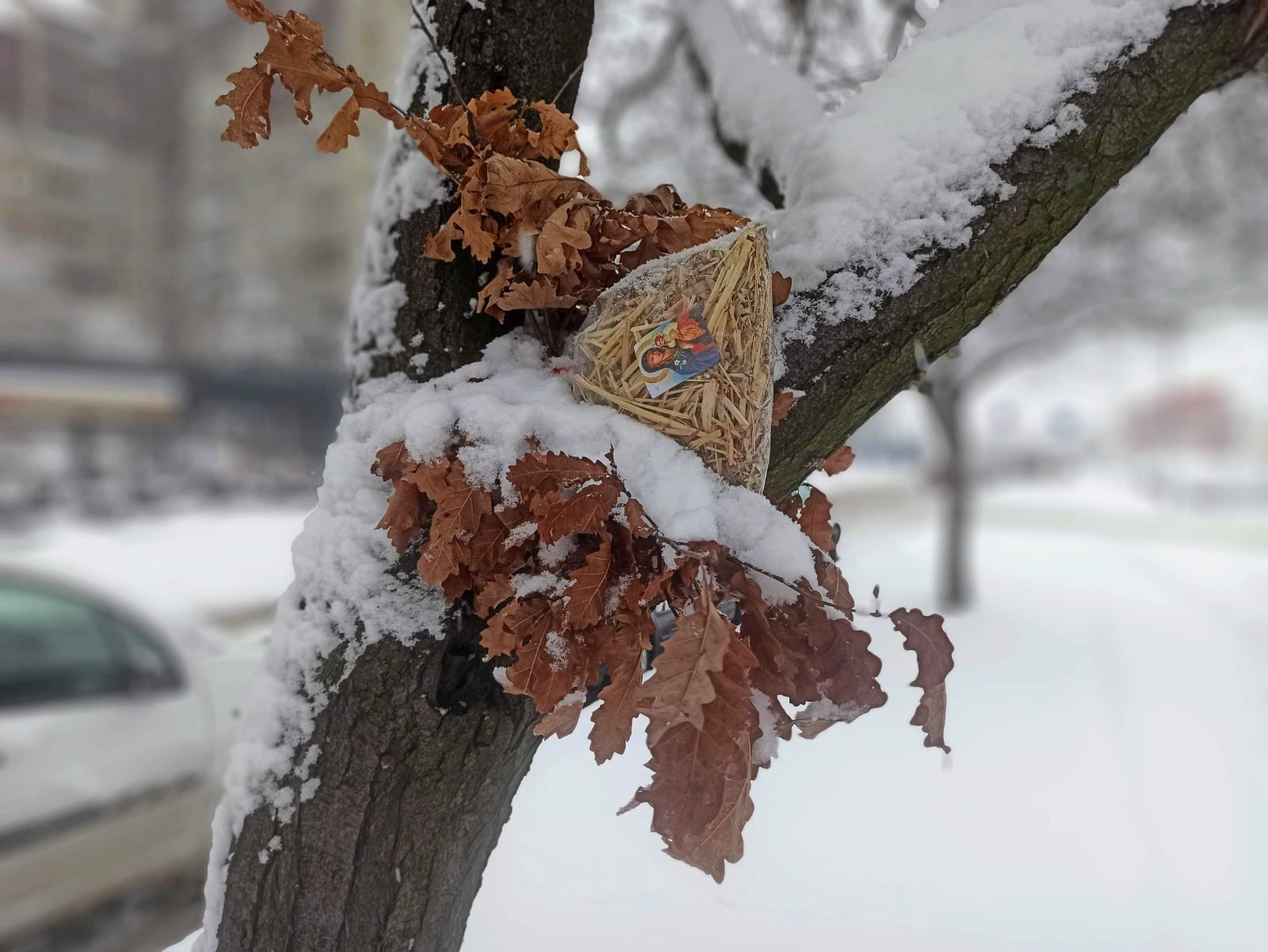 Šta sa badnjakom posle Božića