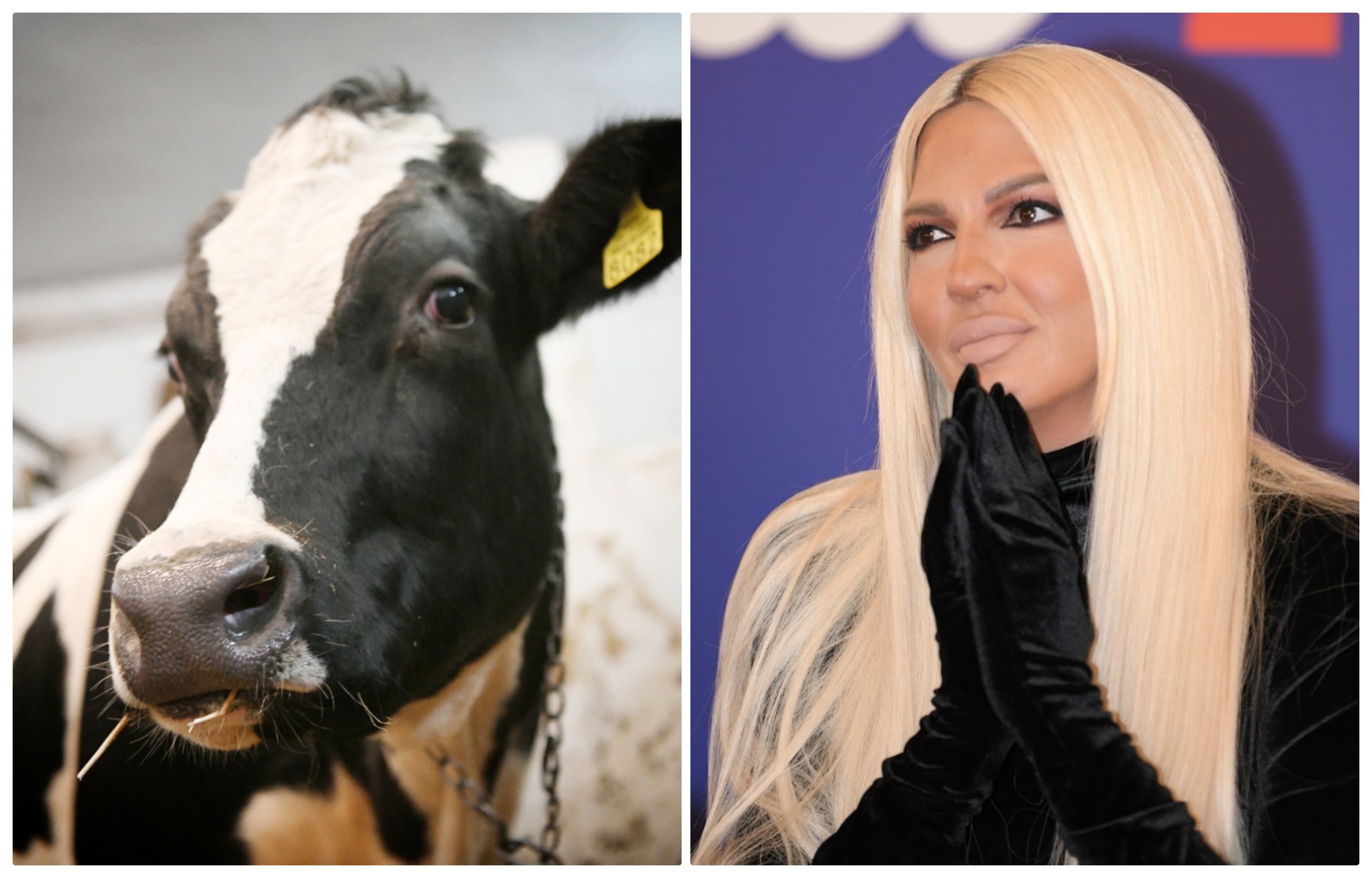 slavica krava i jelena karleuša