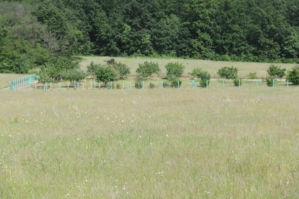 Kosmaj 27.05.2022.Džoni Dep , planina, kuća, plac, parcela Foto: Dragan Mujan/ Nova.rs