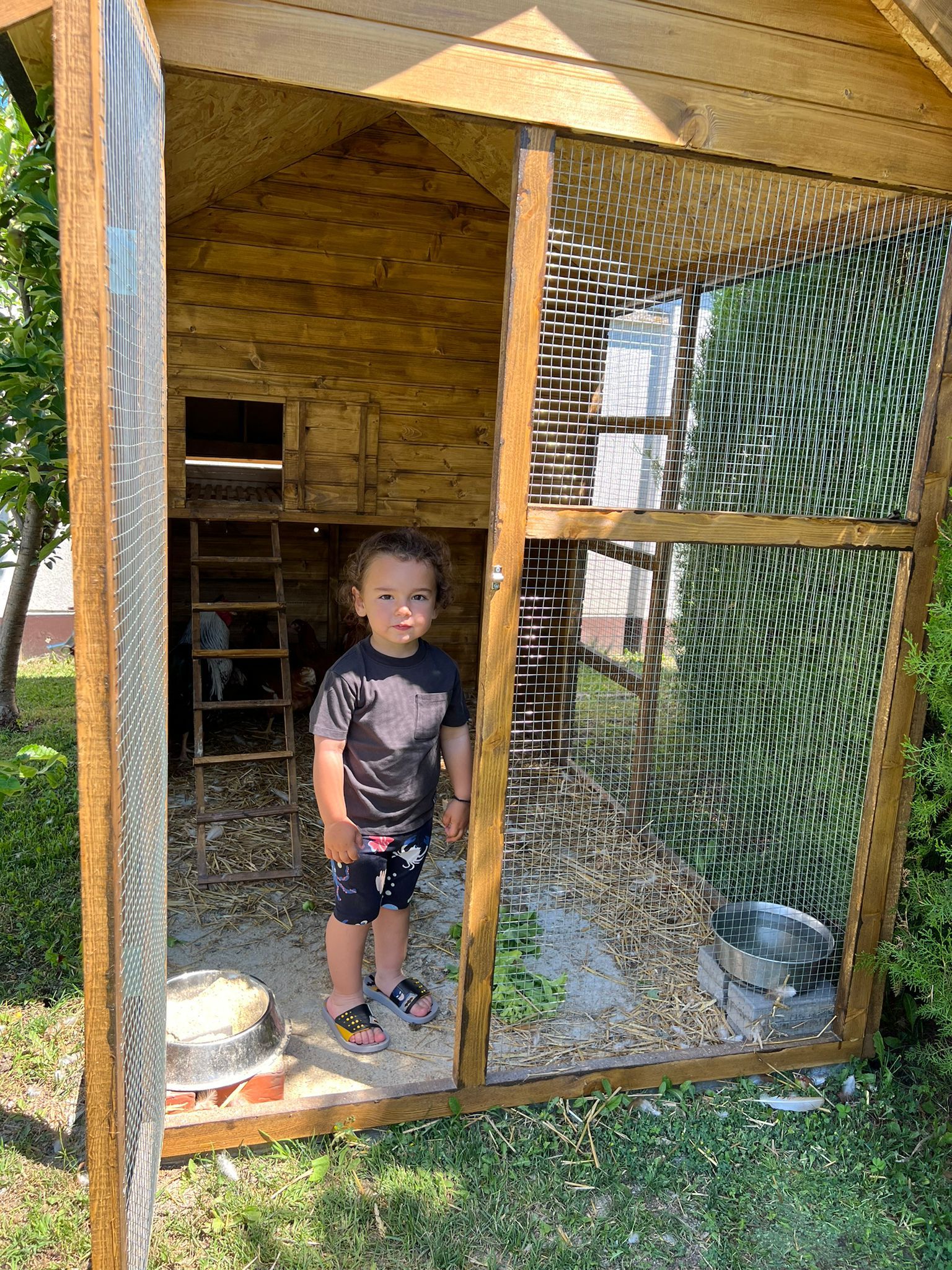 Poslala Seka Aleksić, kokošinjac