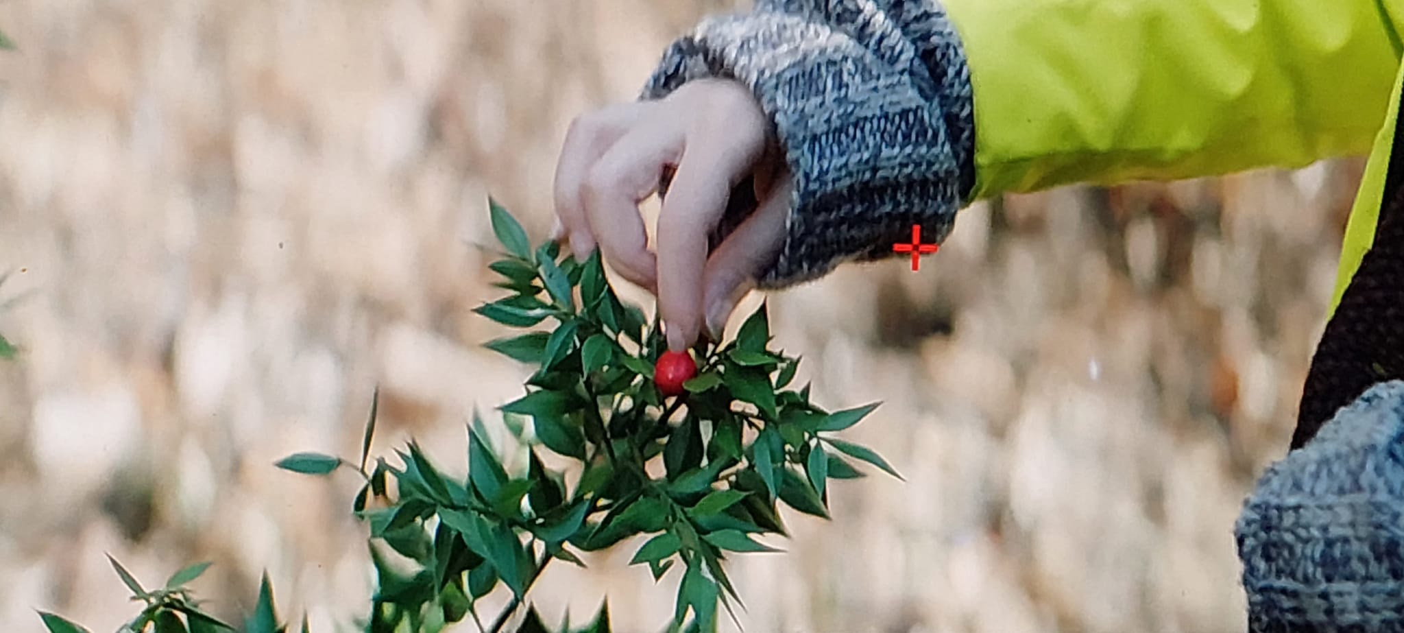BEOGRADSKOM PREMIJEROM DOMAĆI FILM "VUČJE BOBICE" OTVARA 18. KIDS FEST
