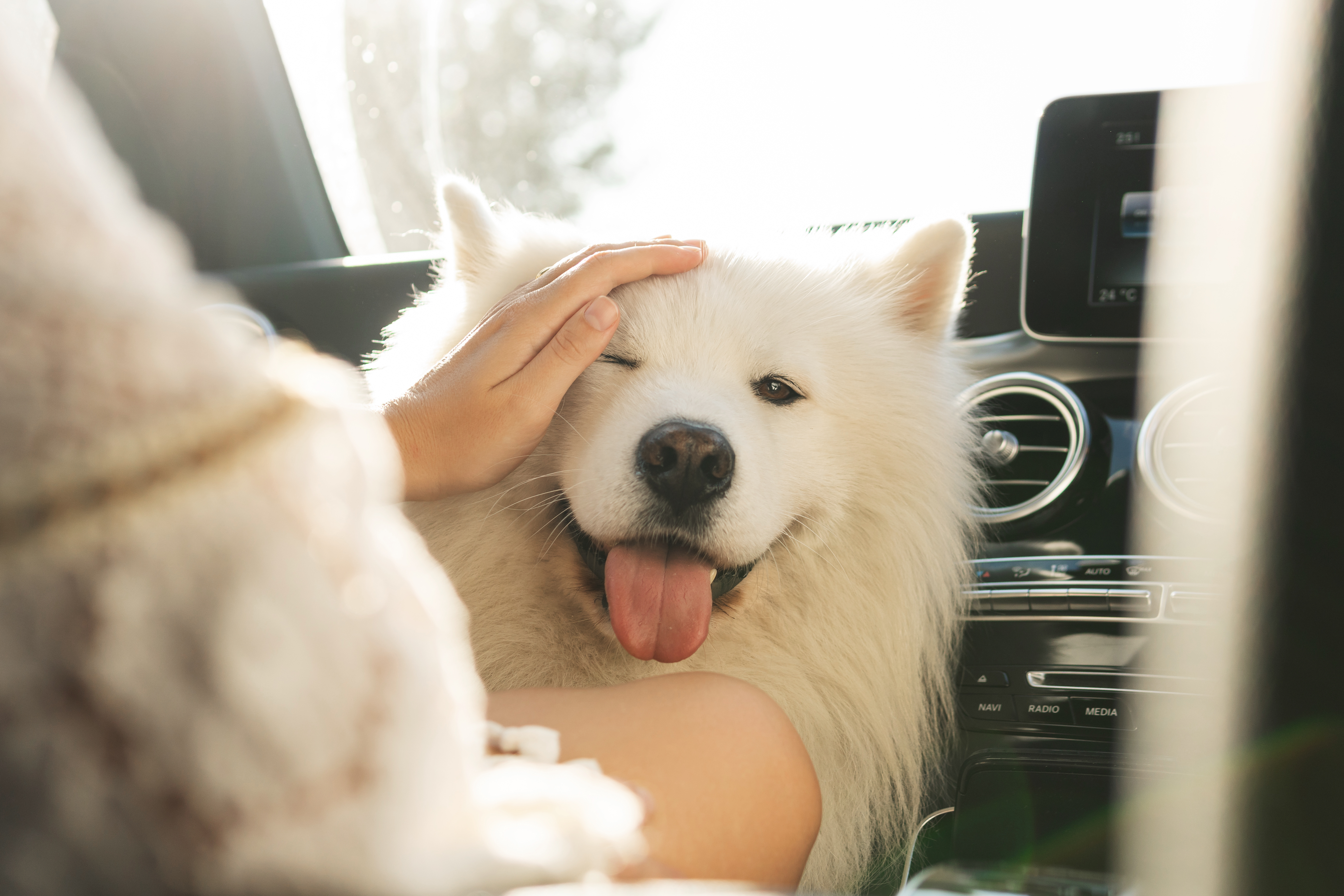 Cute,Samoyed,Dog,Inside,A,Modern,Car,During,A,Road