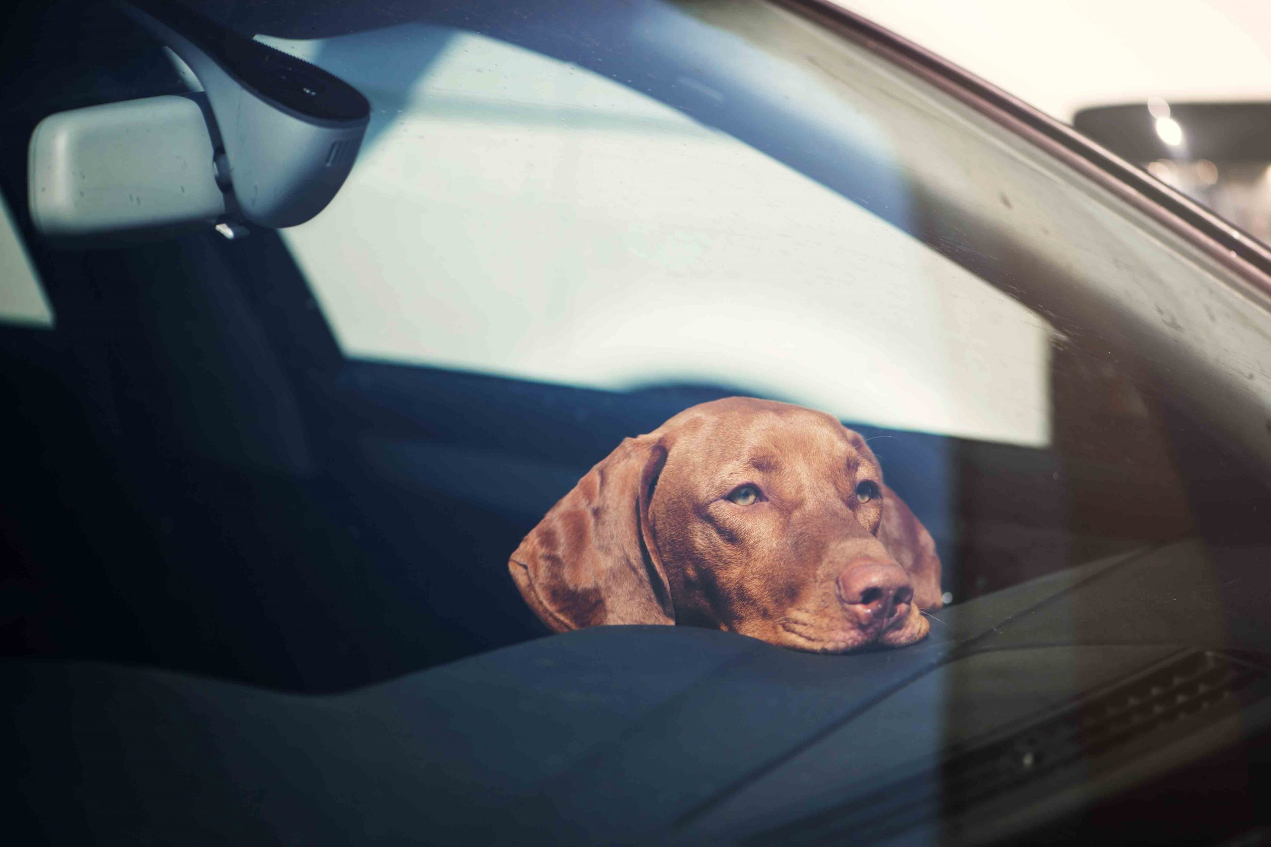 Dog left alone in locked car. Abandoned animal concept.  pas, vrućina, vožnja