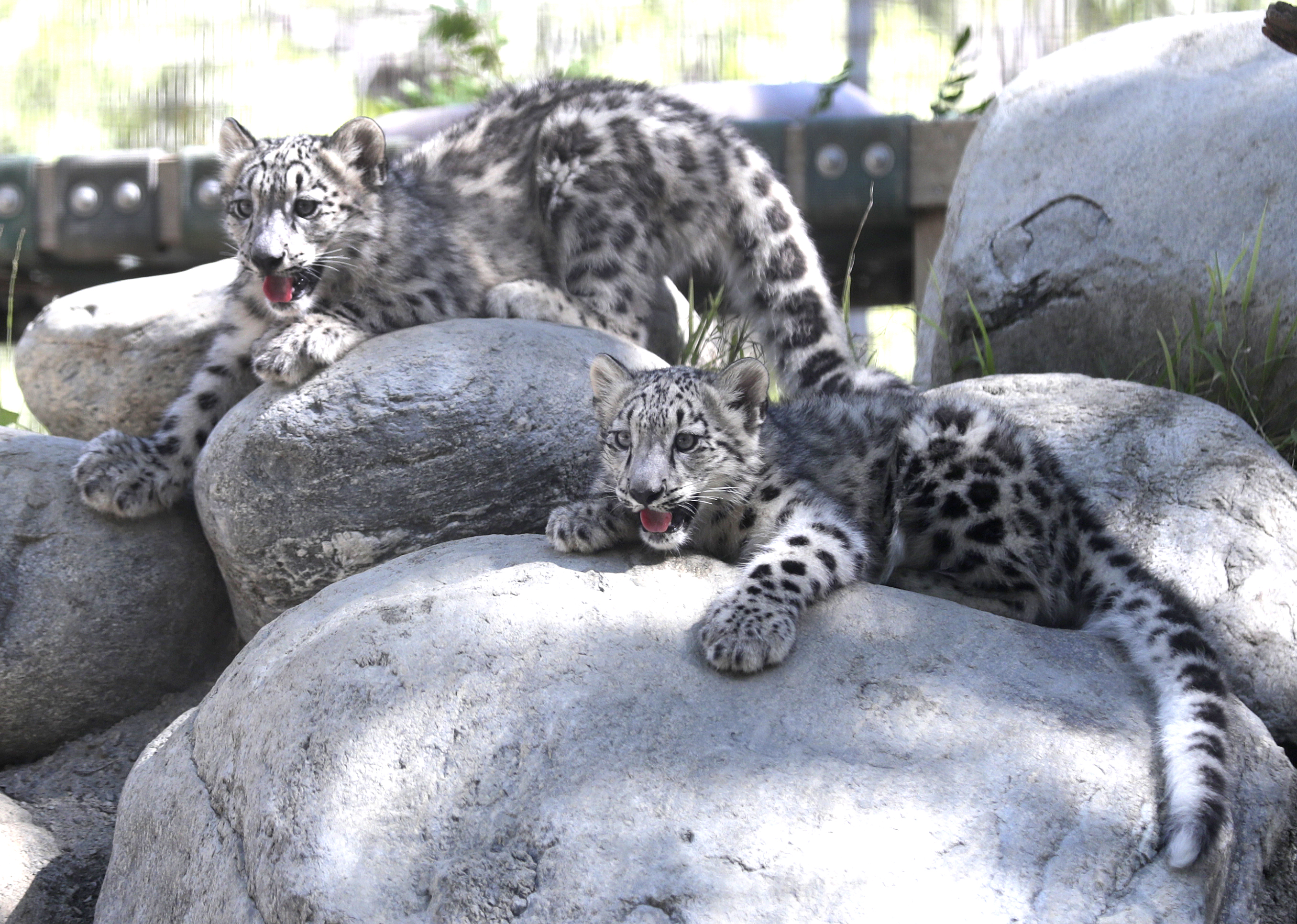 Snow leopard cubs