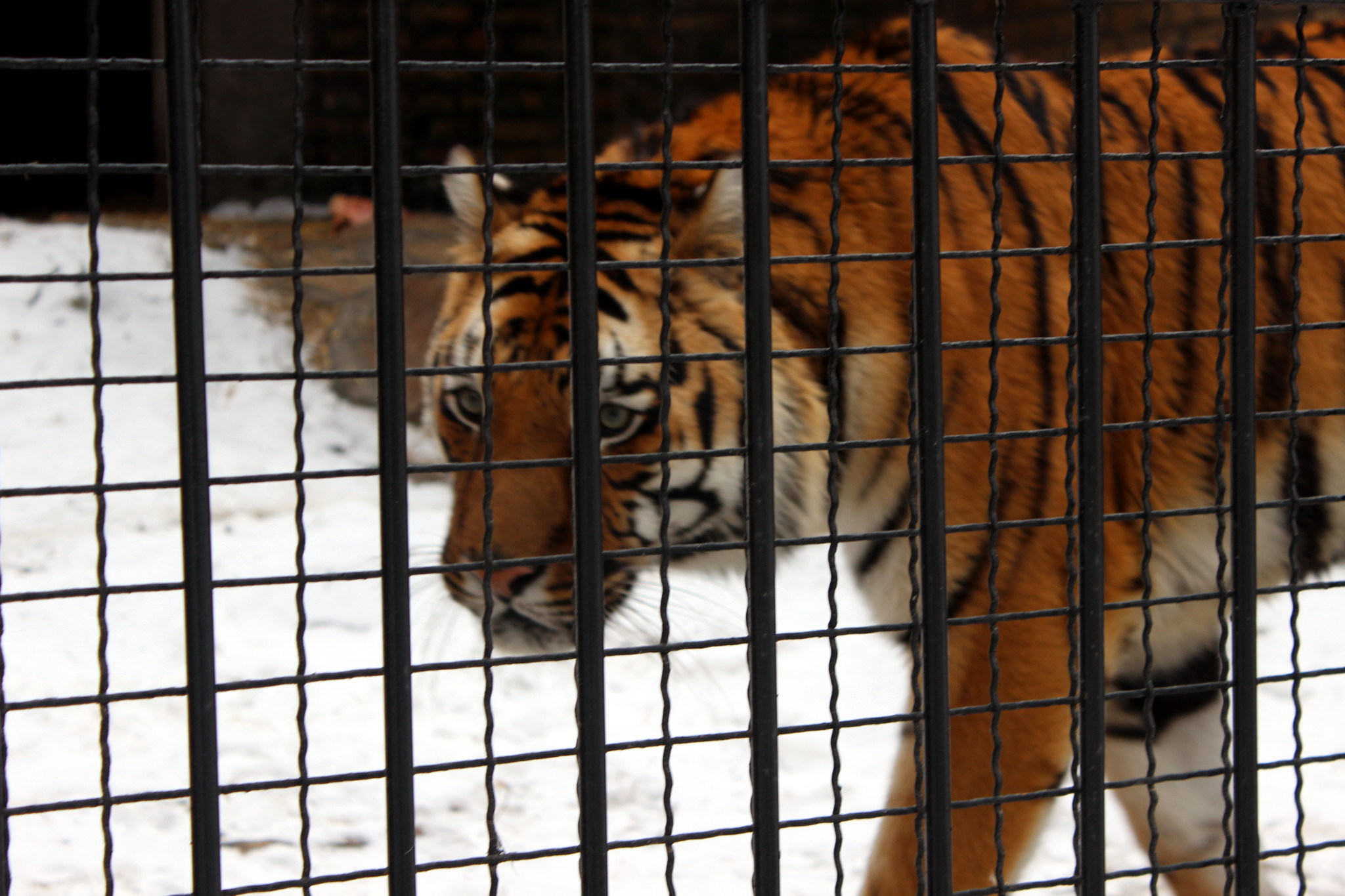 TIGAR