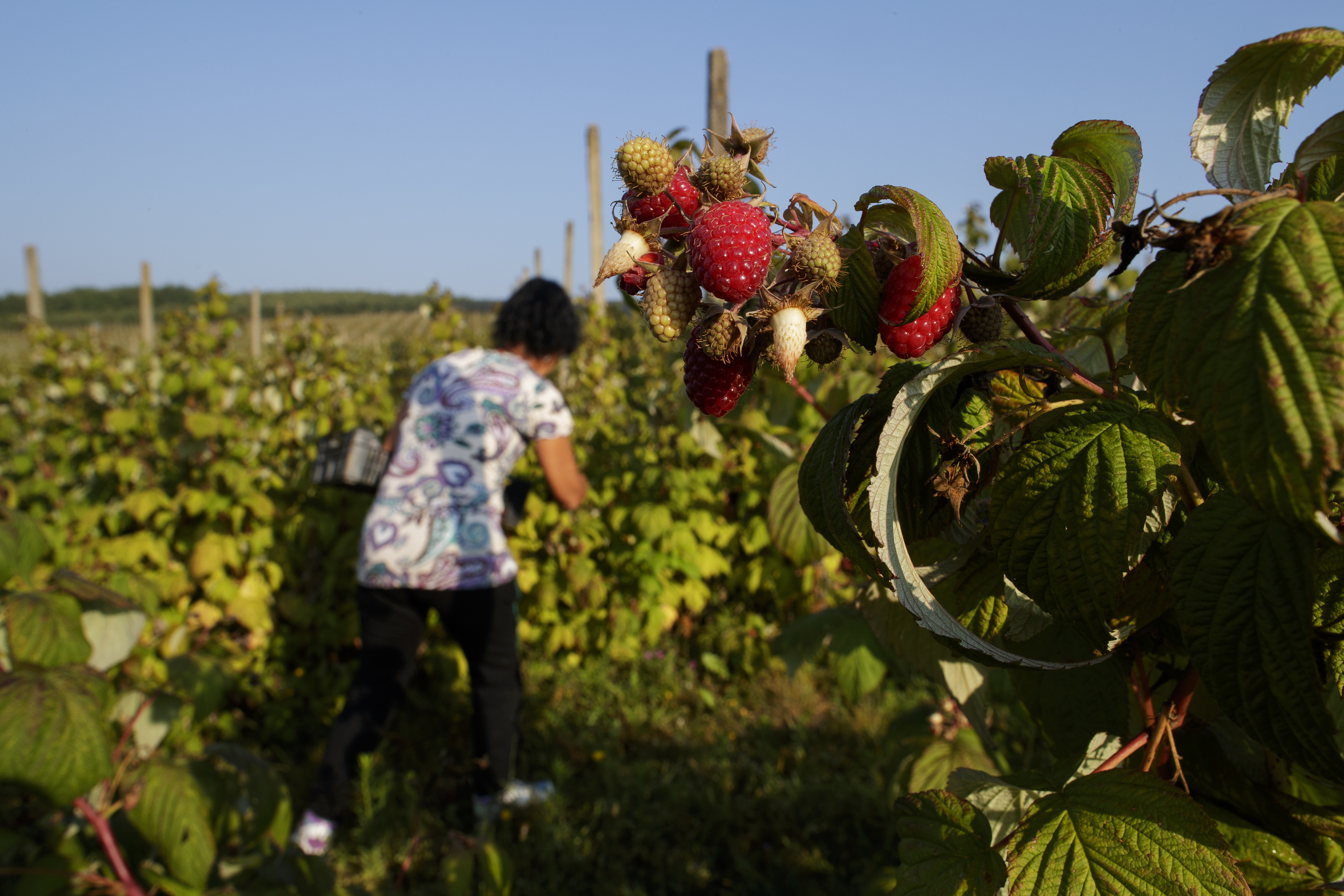 Raspberries harvest