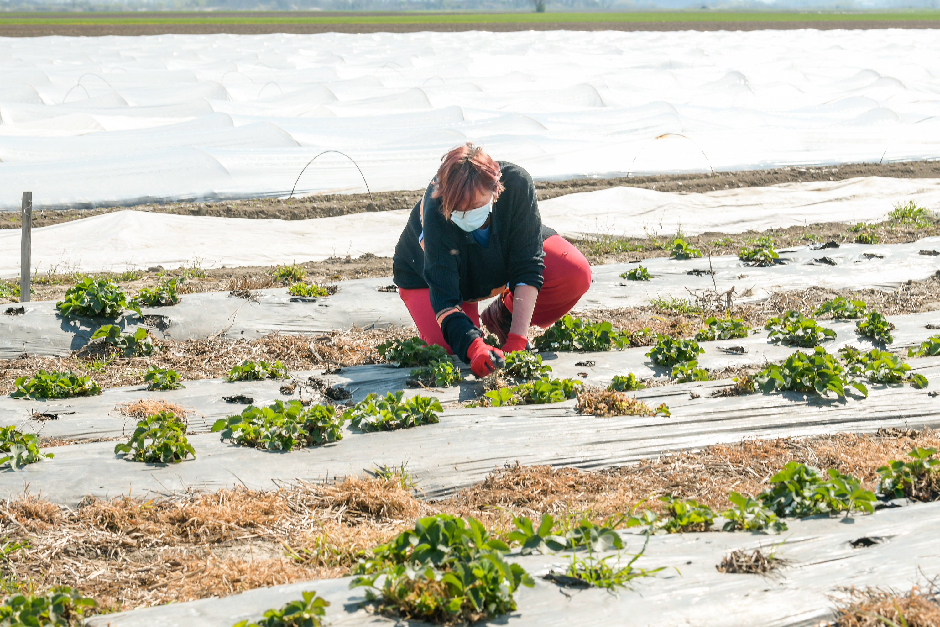 Backa Topola_090420_Nova foto Goran Srdanov 013