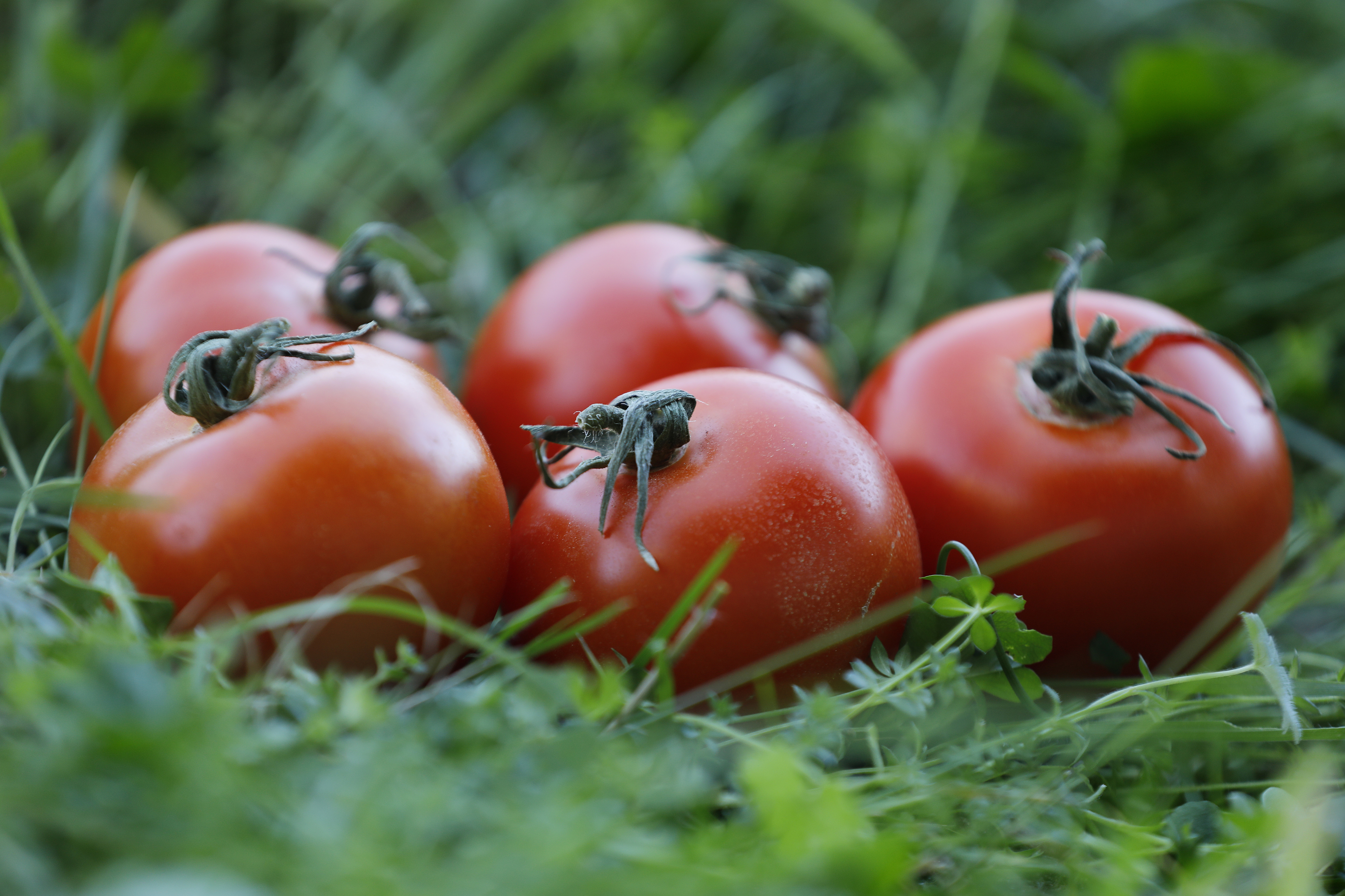 ToBRFV: Tomato brown rugose fruit virus