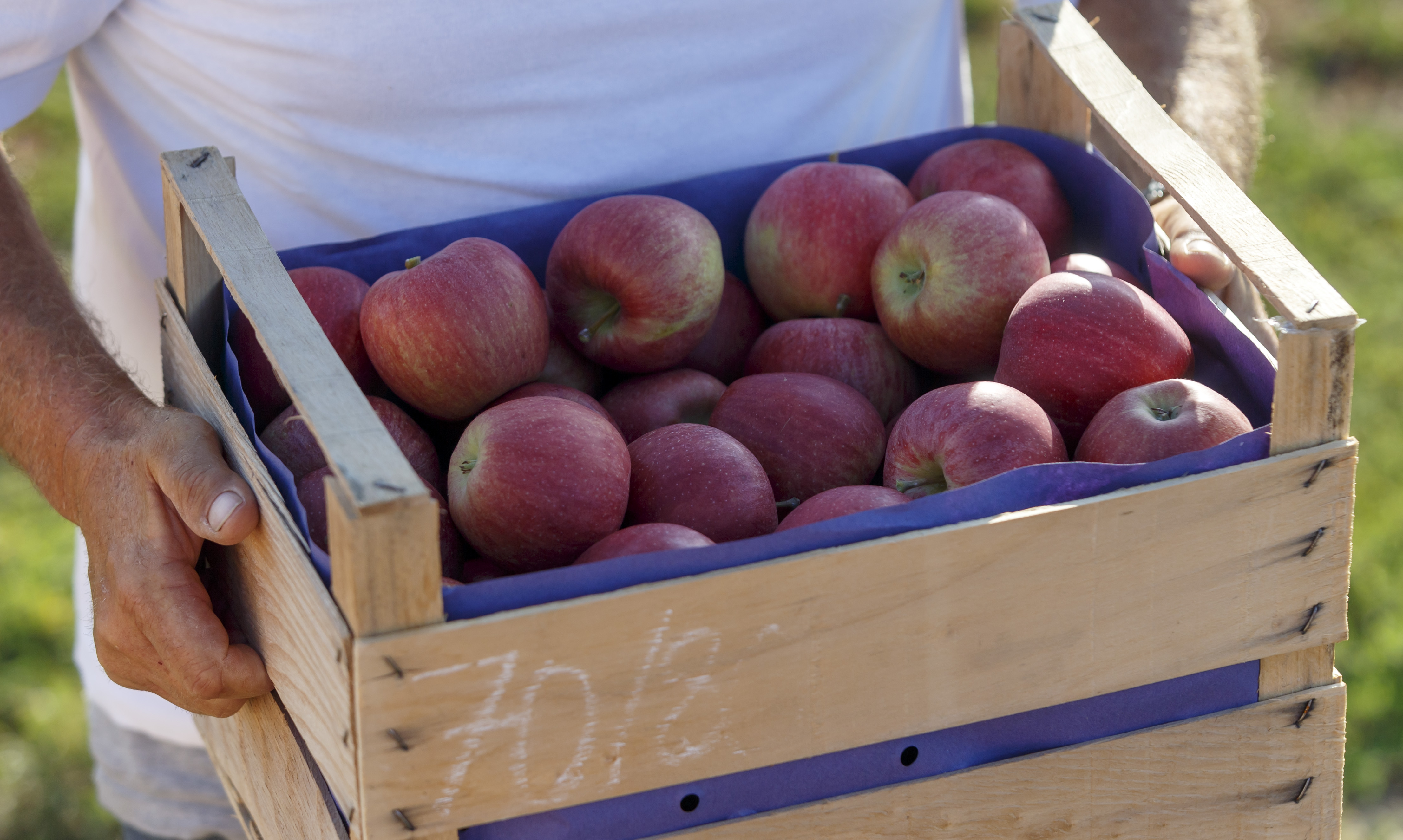 Apple harvest in Freinsheim