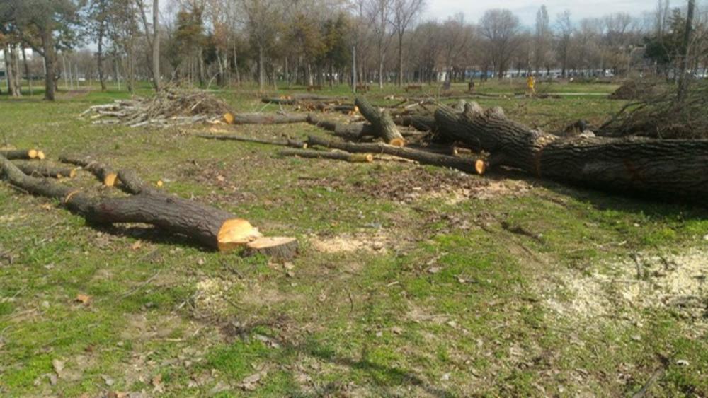 Seča stabala na Ušću Foto: Ne davimo Beograd