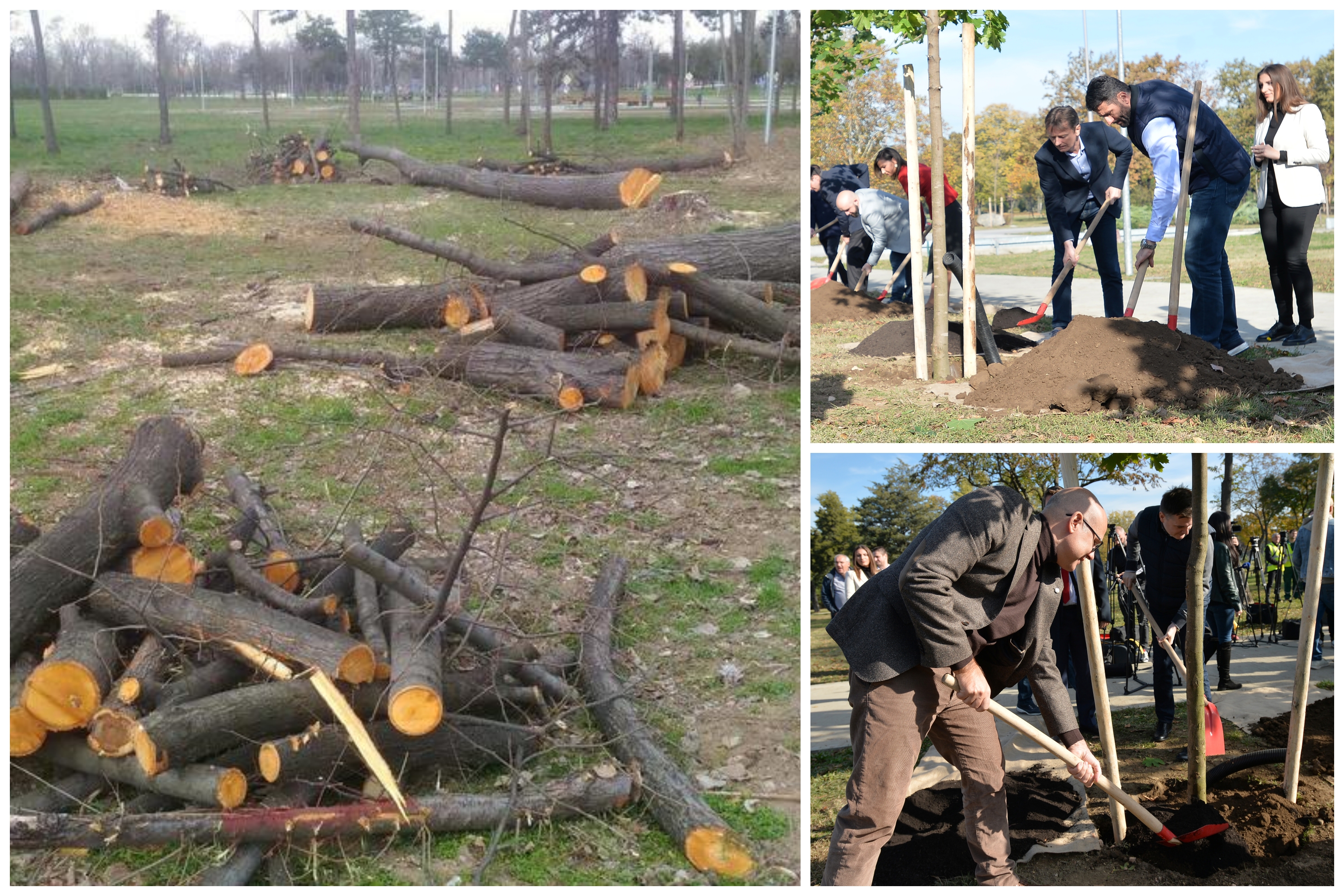 Posečena stabla na Ušću i sadnja drvaća u Parku prijateljstva Foto: Ne davimo Beograd, TANJUG/ ZORAN ZESTIC